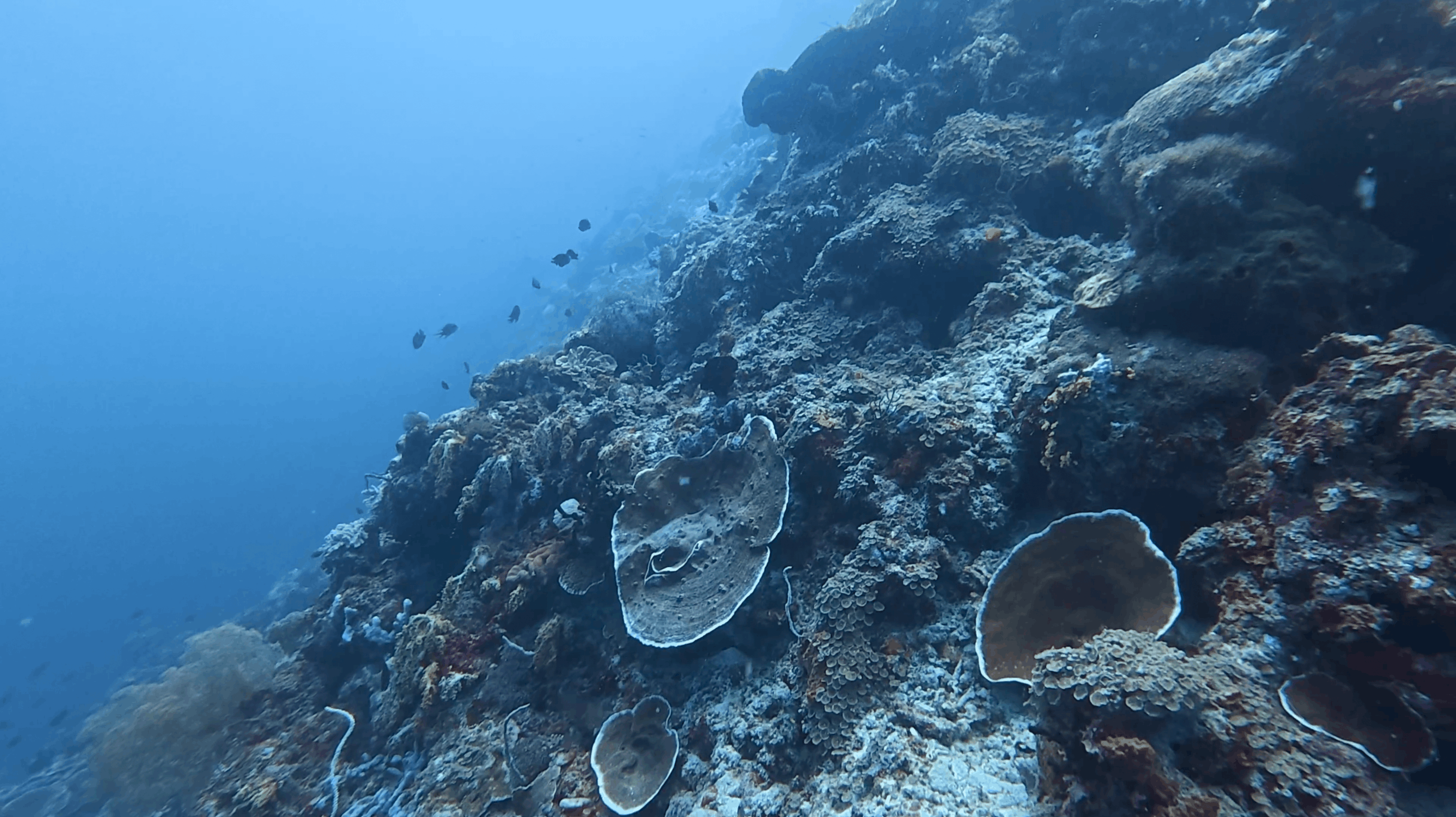 Plate corals on the wall face at White Beach, Moalboal