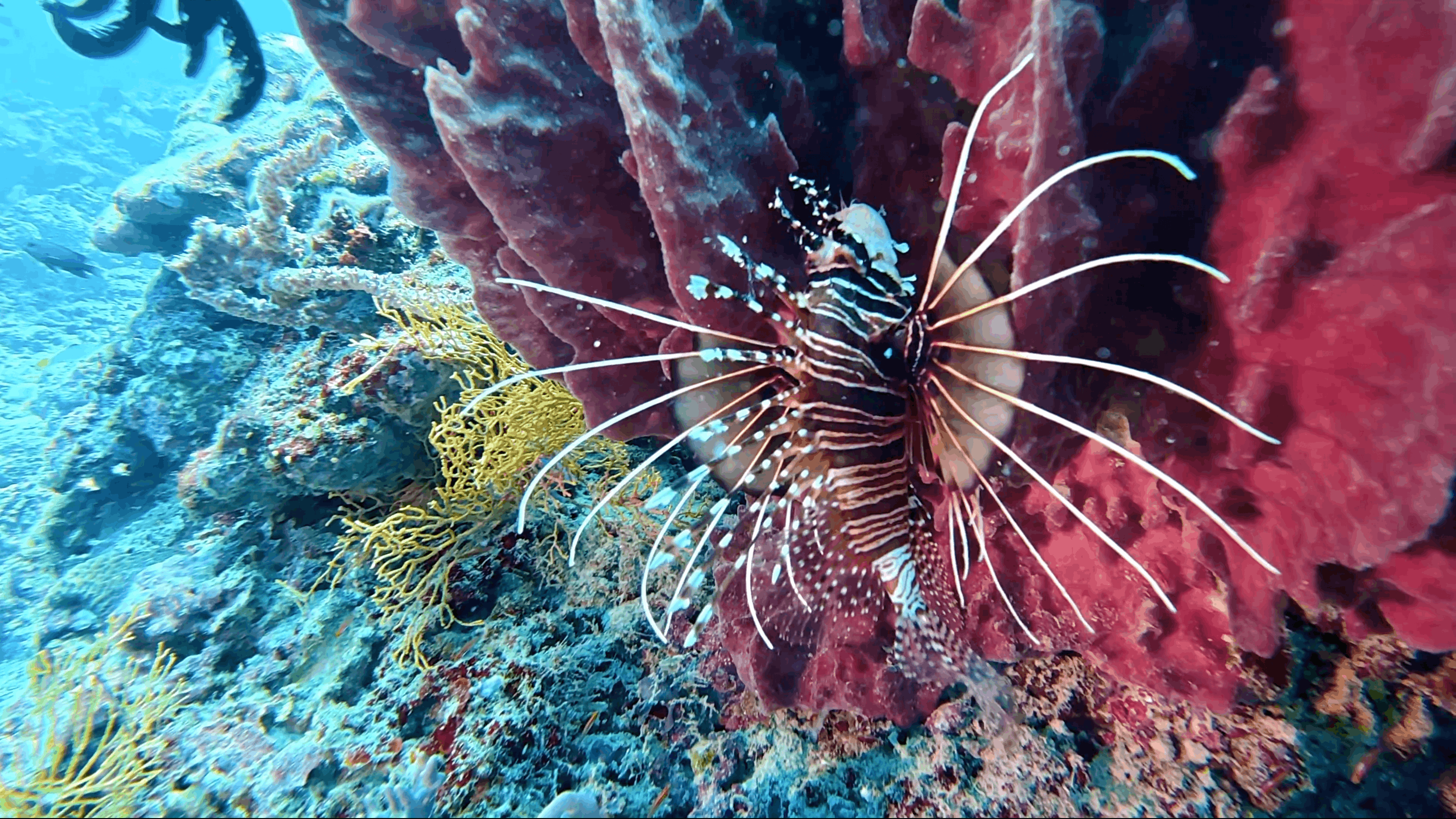 Lionfish fanned out against a red barrel sponge at White Beach, Moalboal