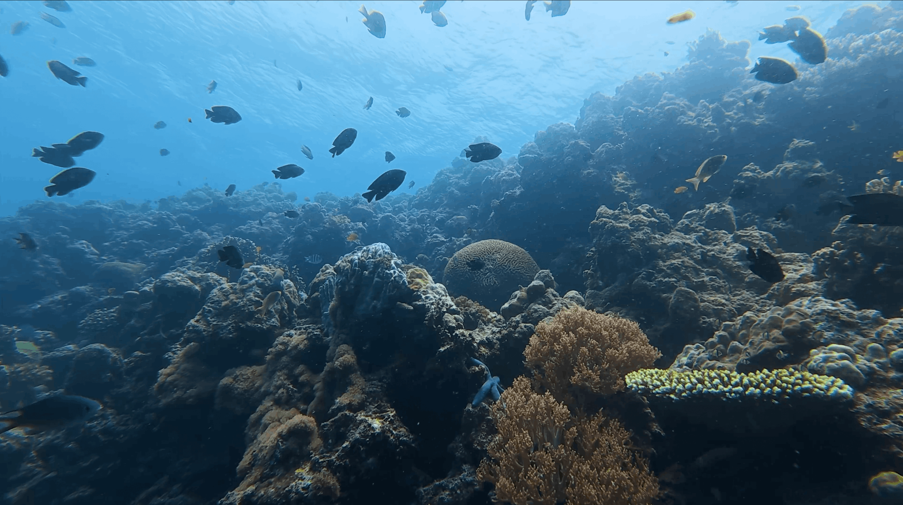 Wide reef with surface light coming through at White Beach, Moalboal