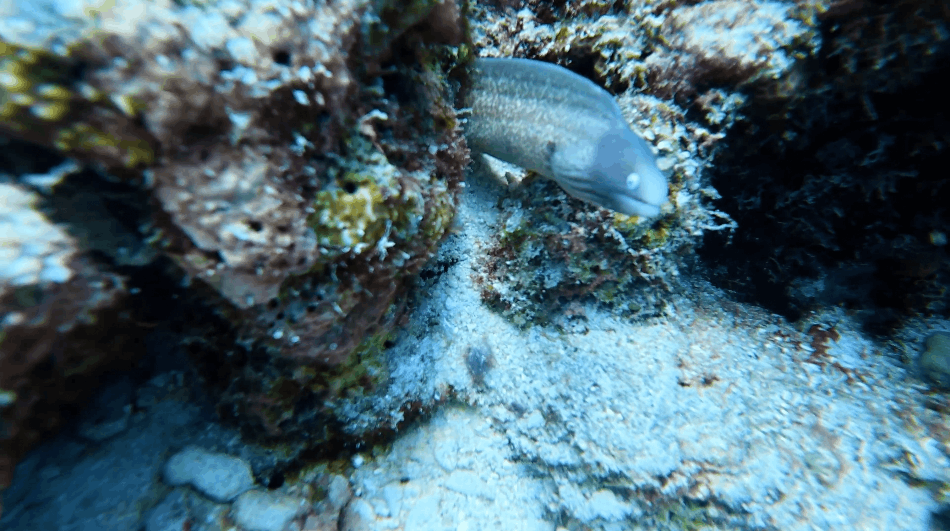 Moray with its head out of the rock at White Beach, Moalboal