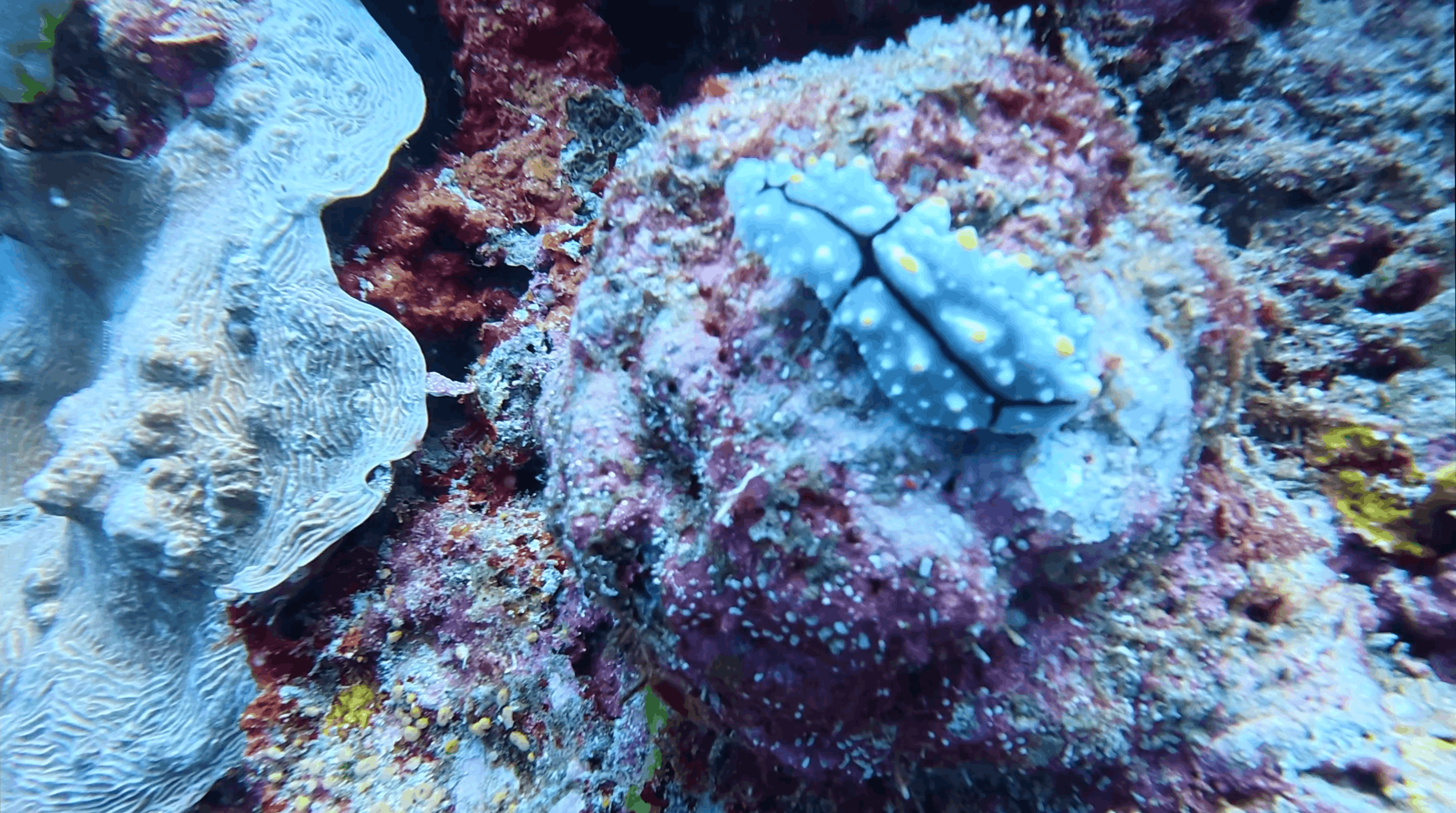 Nudibranch on coral rubble beside a giant clam at White Beach, Moalboal