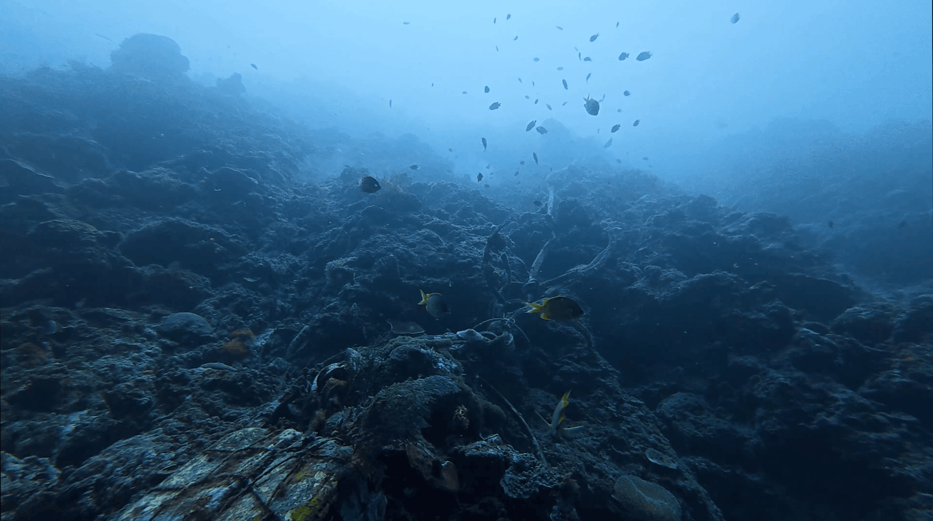 Rocky reef with yellow fish in hazy water at White Beach, Moalboal