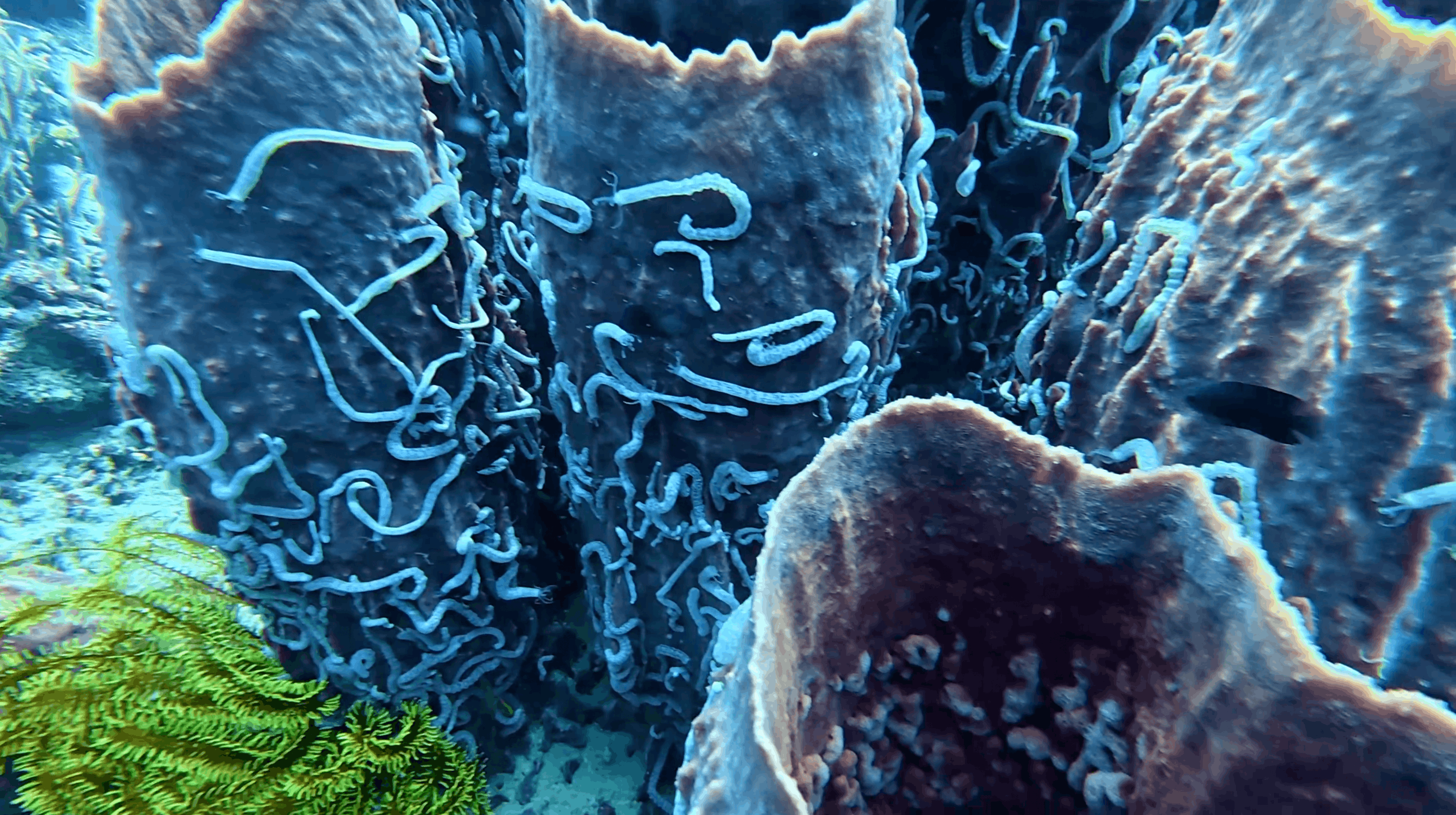 Brittle stars covering barrel sponges at White Beach, Moalboal