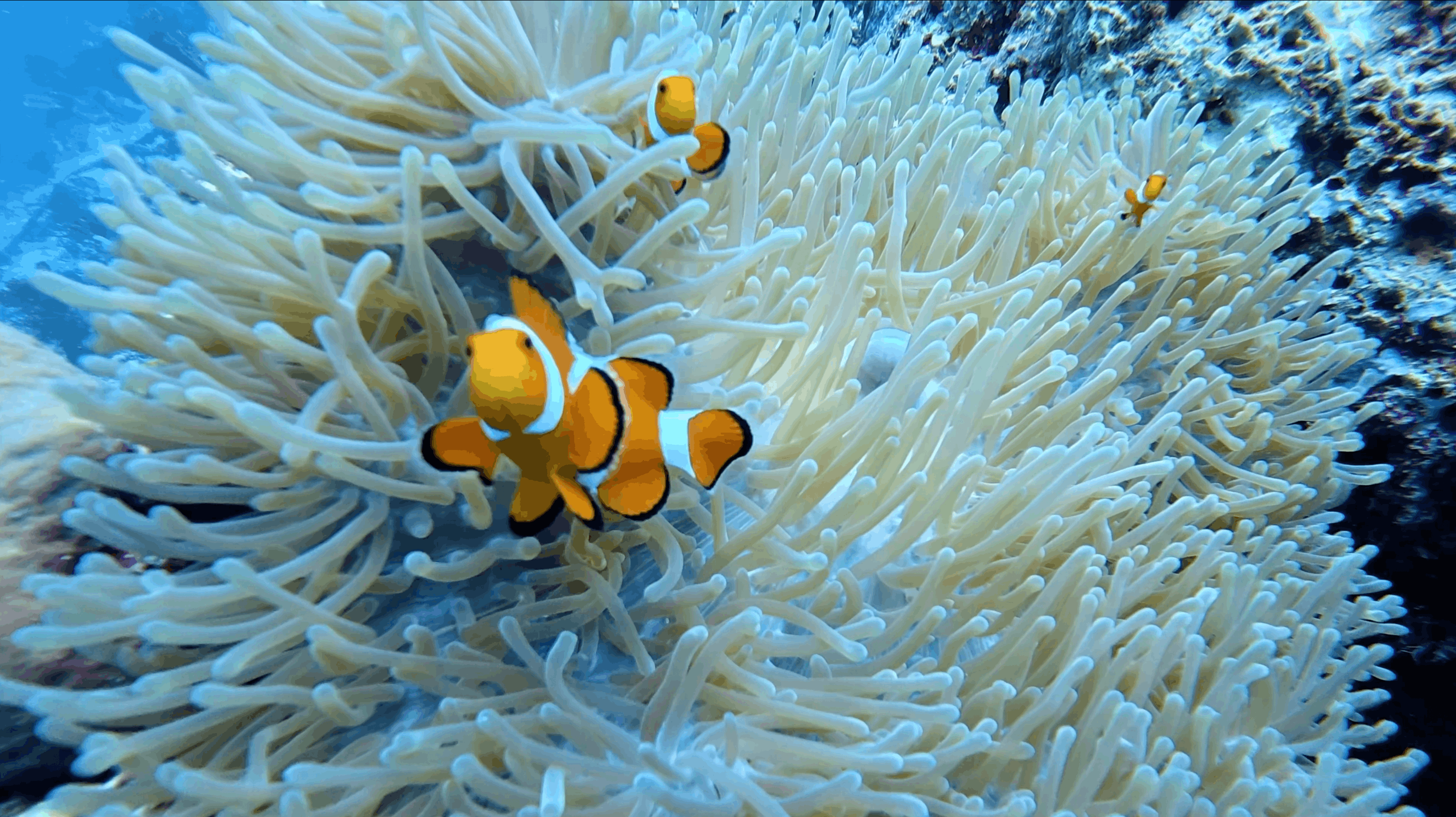 Orange clownfish in a white anemone at White Beach, Moalboal