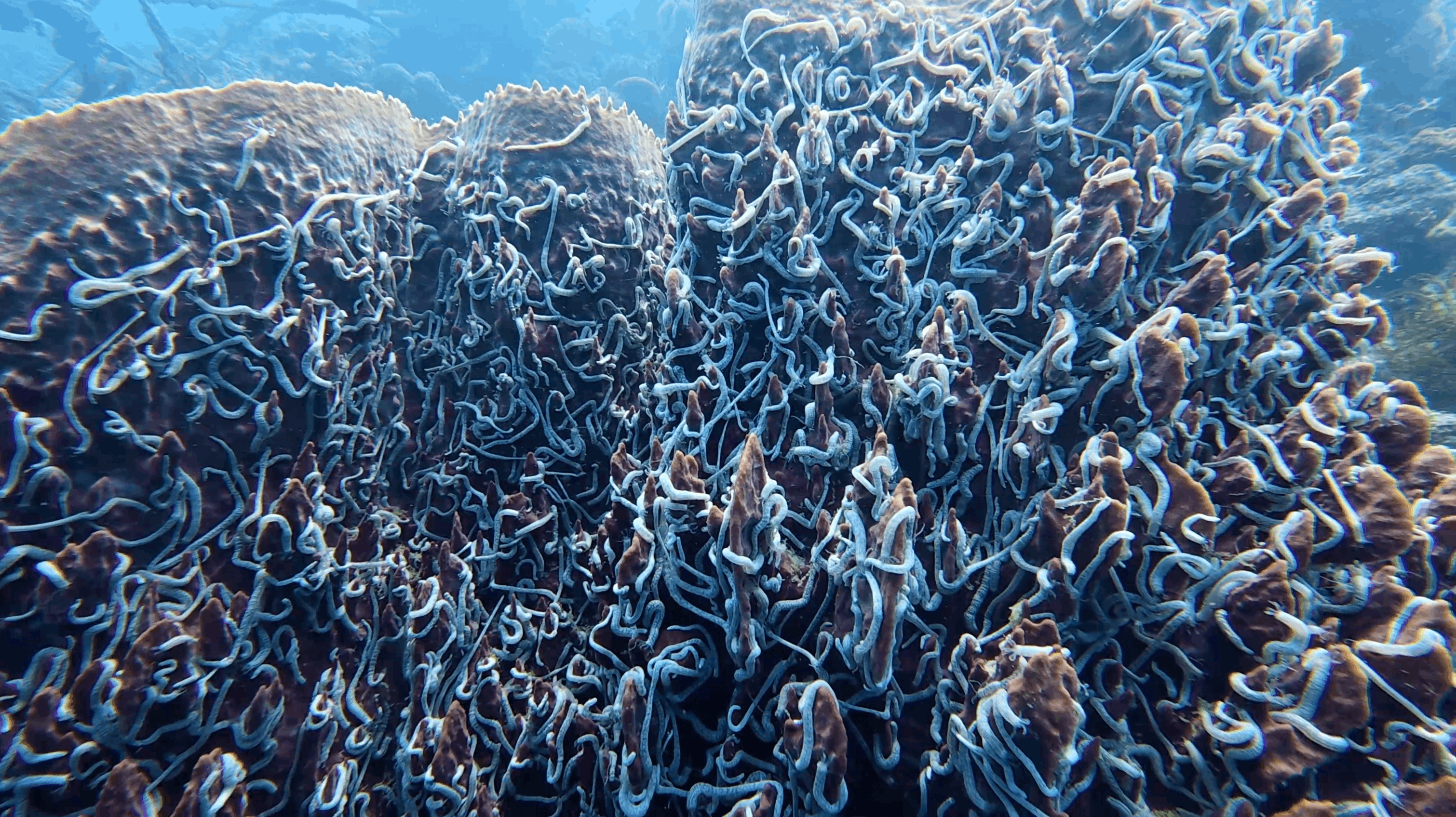 A reef face covered in brittle stars at White Beach, Moalboal
