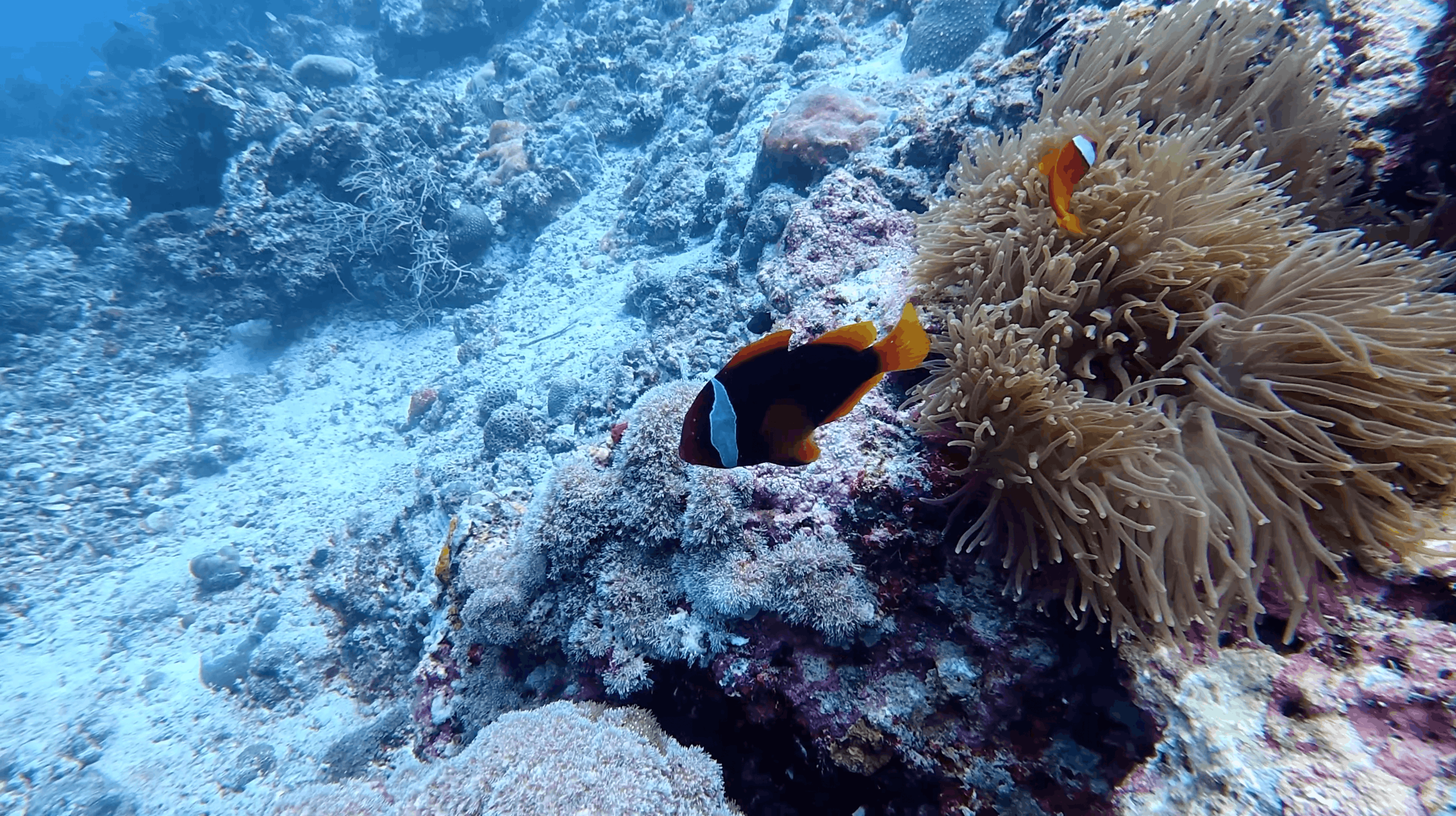 Anemonefish in its anemone on the reef slope at White Beach, Moalboal