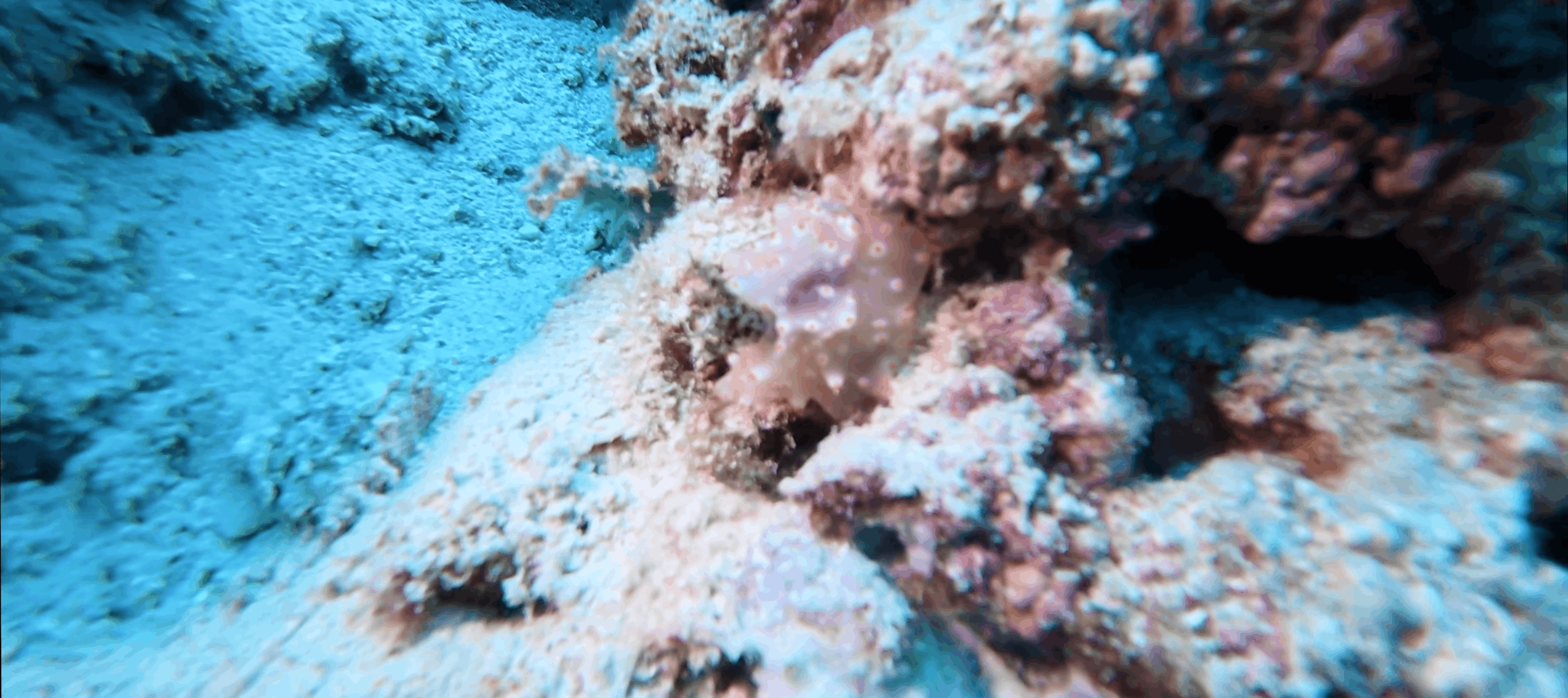Pale animal tucked into the reef at White Beach, Moalboal