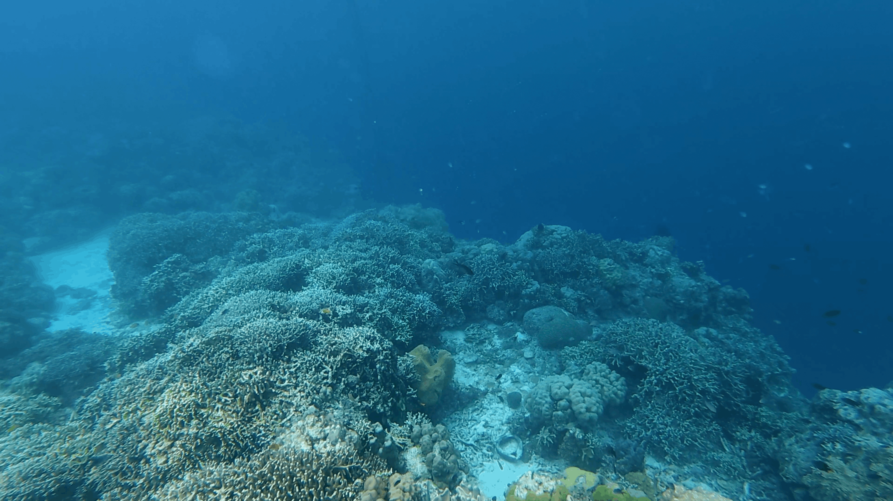 Reef top sloping into blue water at White Beach, Moalboal