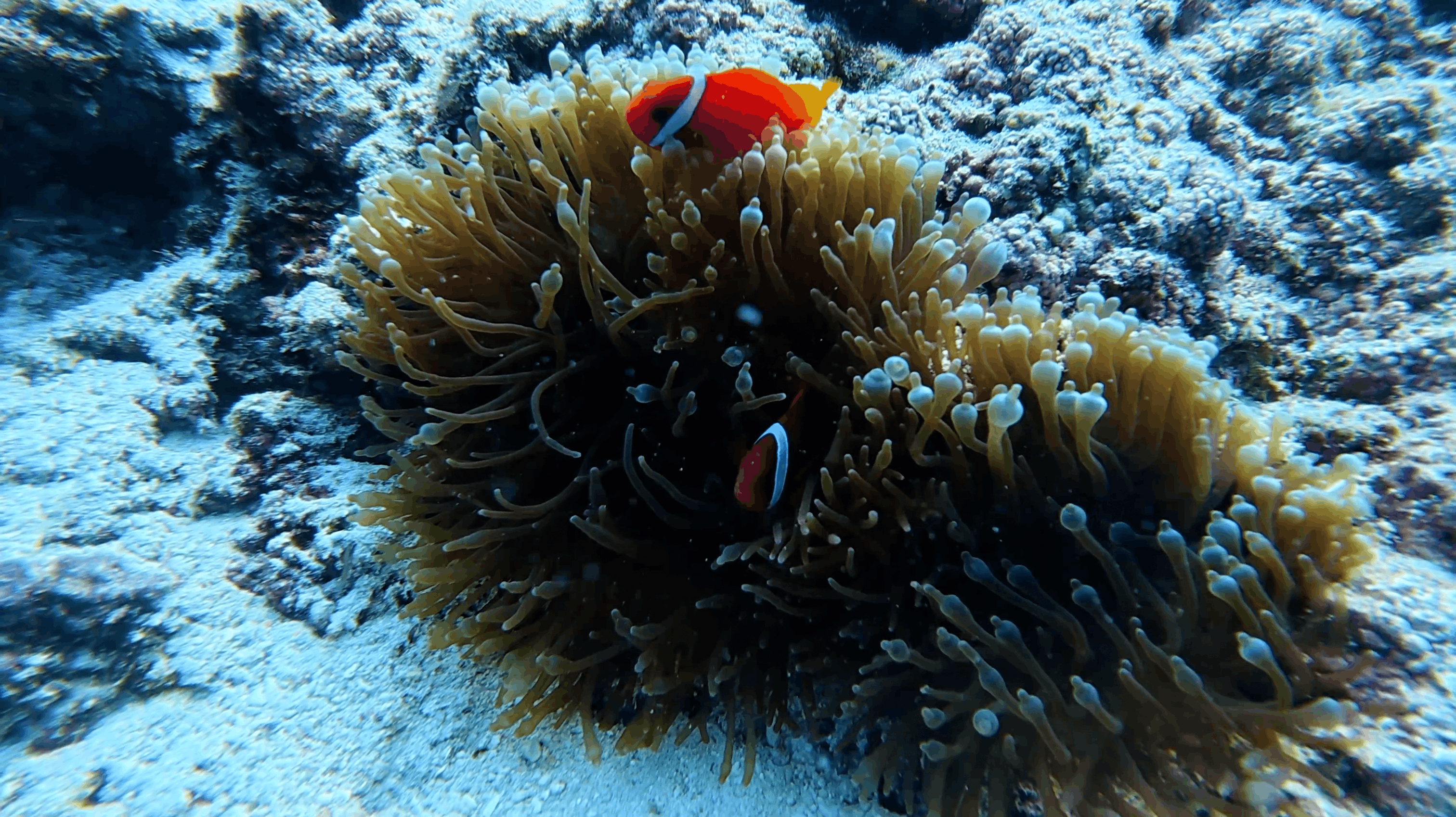 Two red anemonefish in a bulb tip anemone at White Beach, Moalboal
