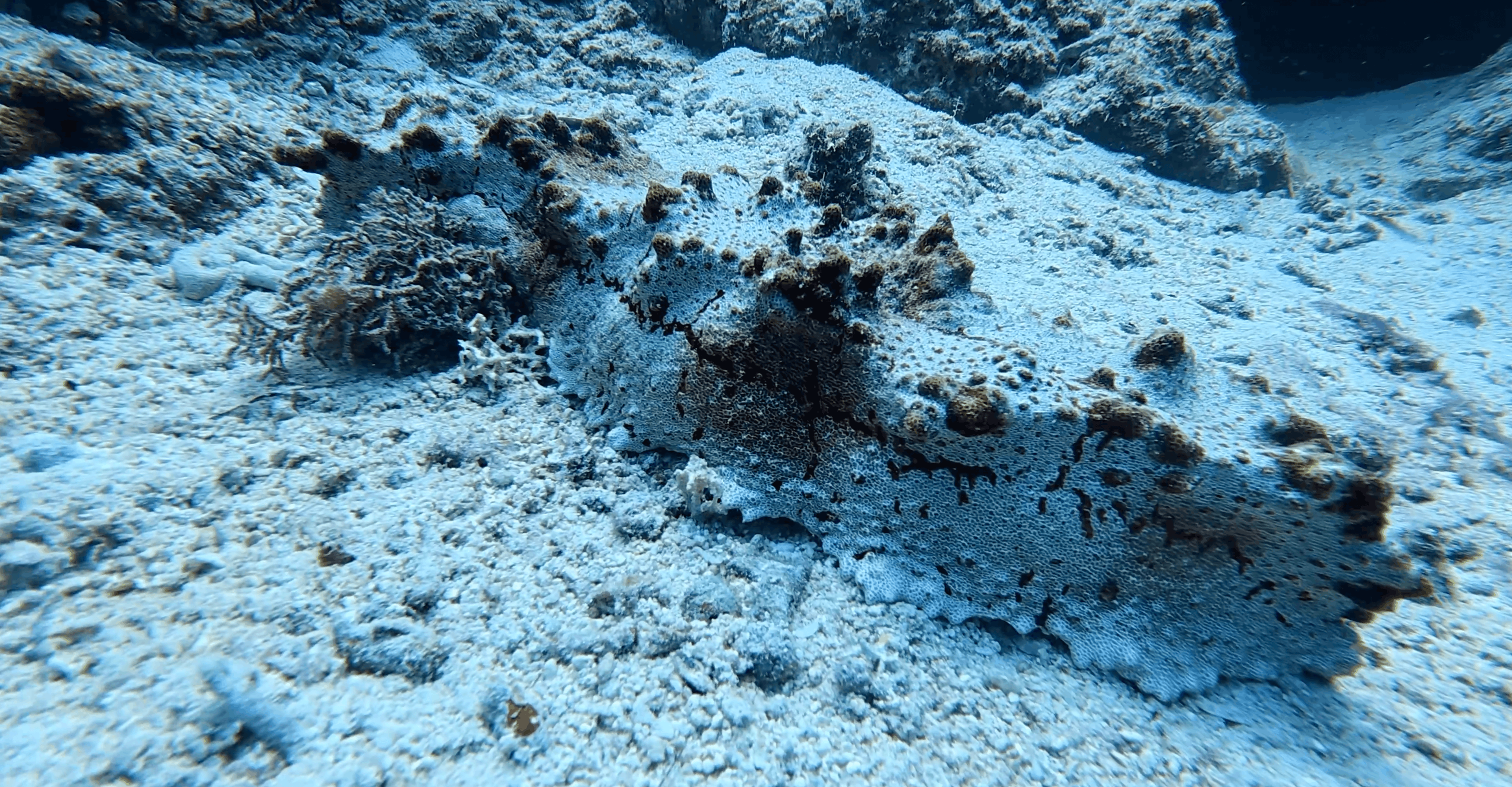 Mottled animal camouflaged on the sand at White Beach, Moalboal