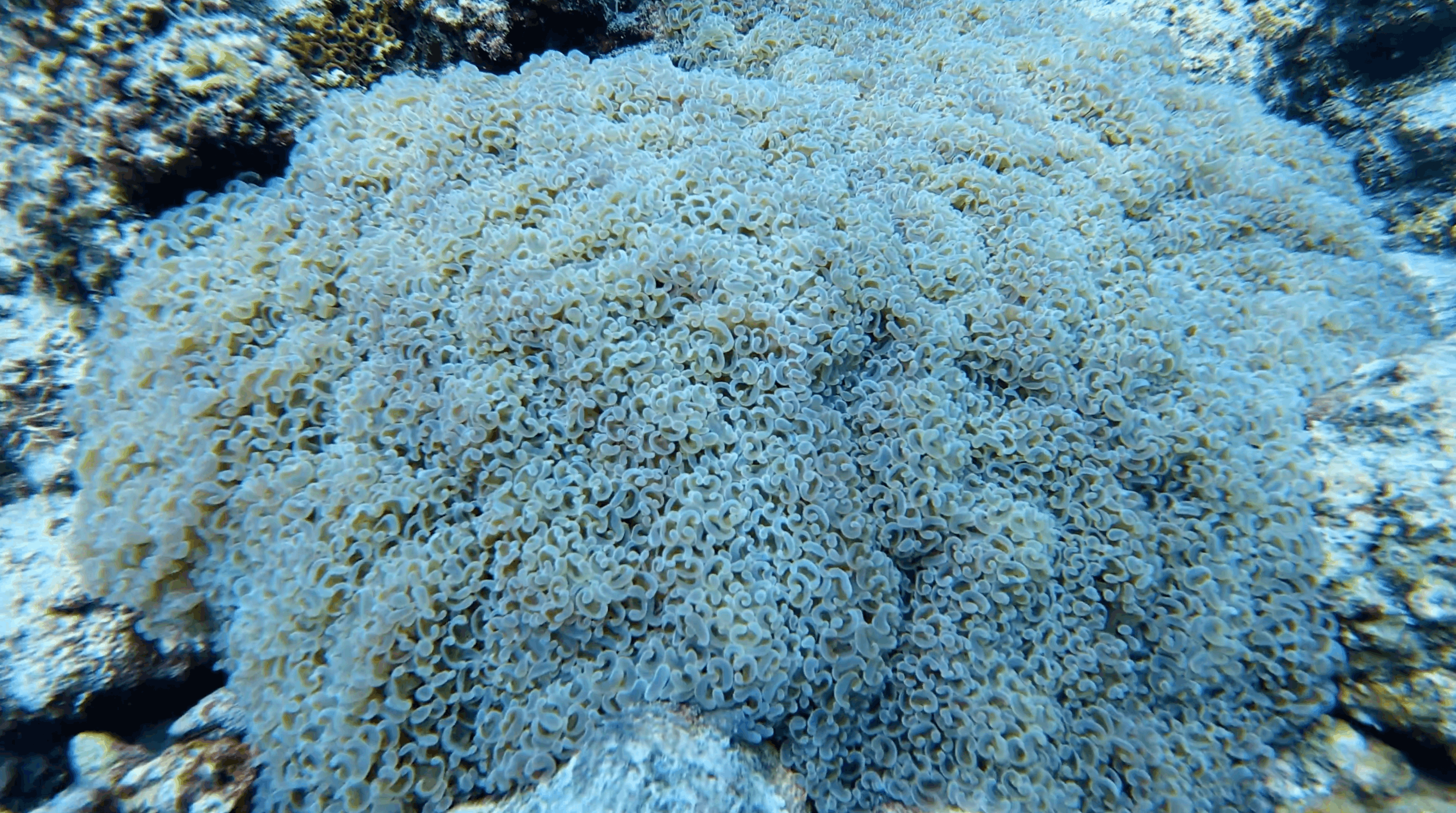 Bubble coral filling the frame at White Beach, Moalboal