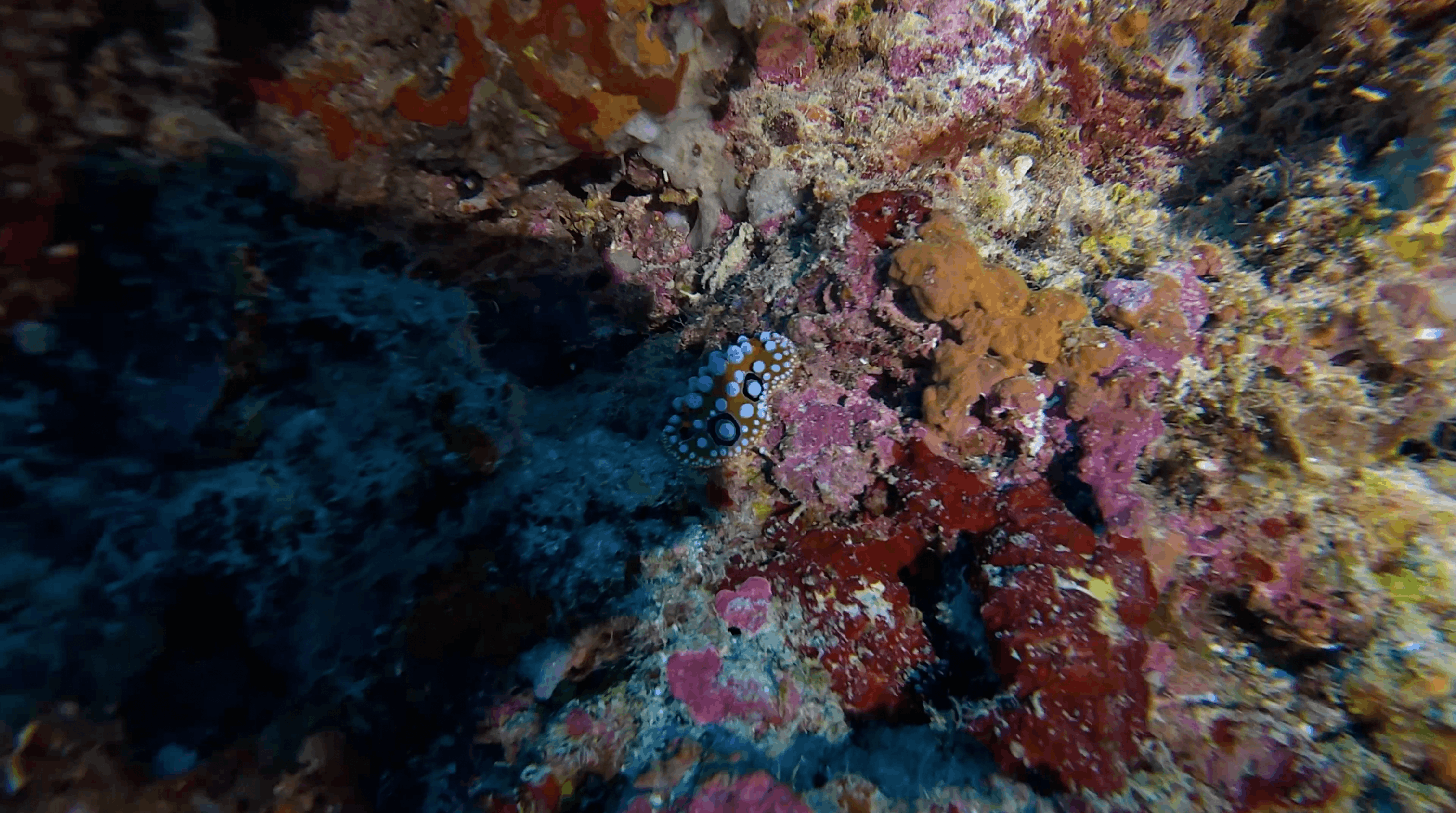 Spotted nudibranch on the colourful wall at Tonga South, Moalboal