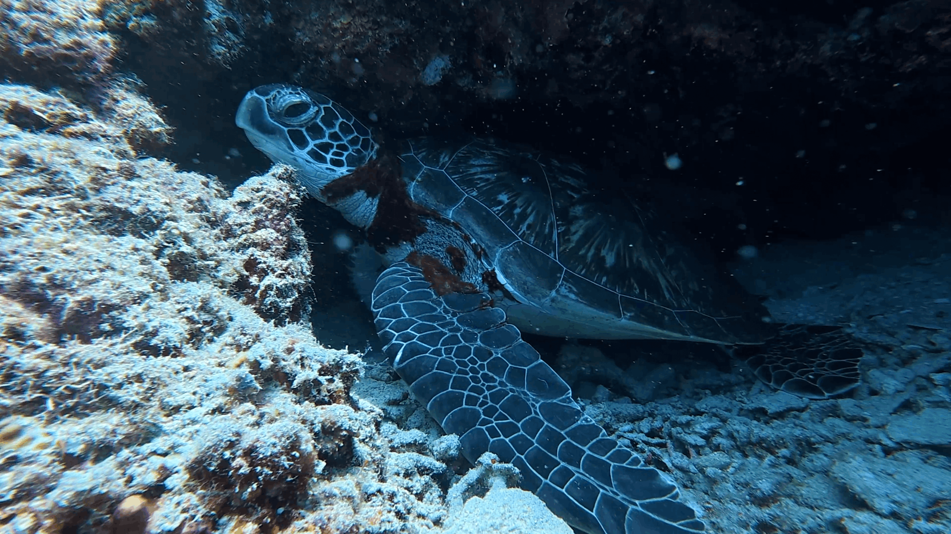 Green turtle under an overhang at Tonga South, Moalboal