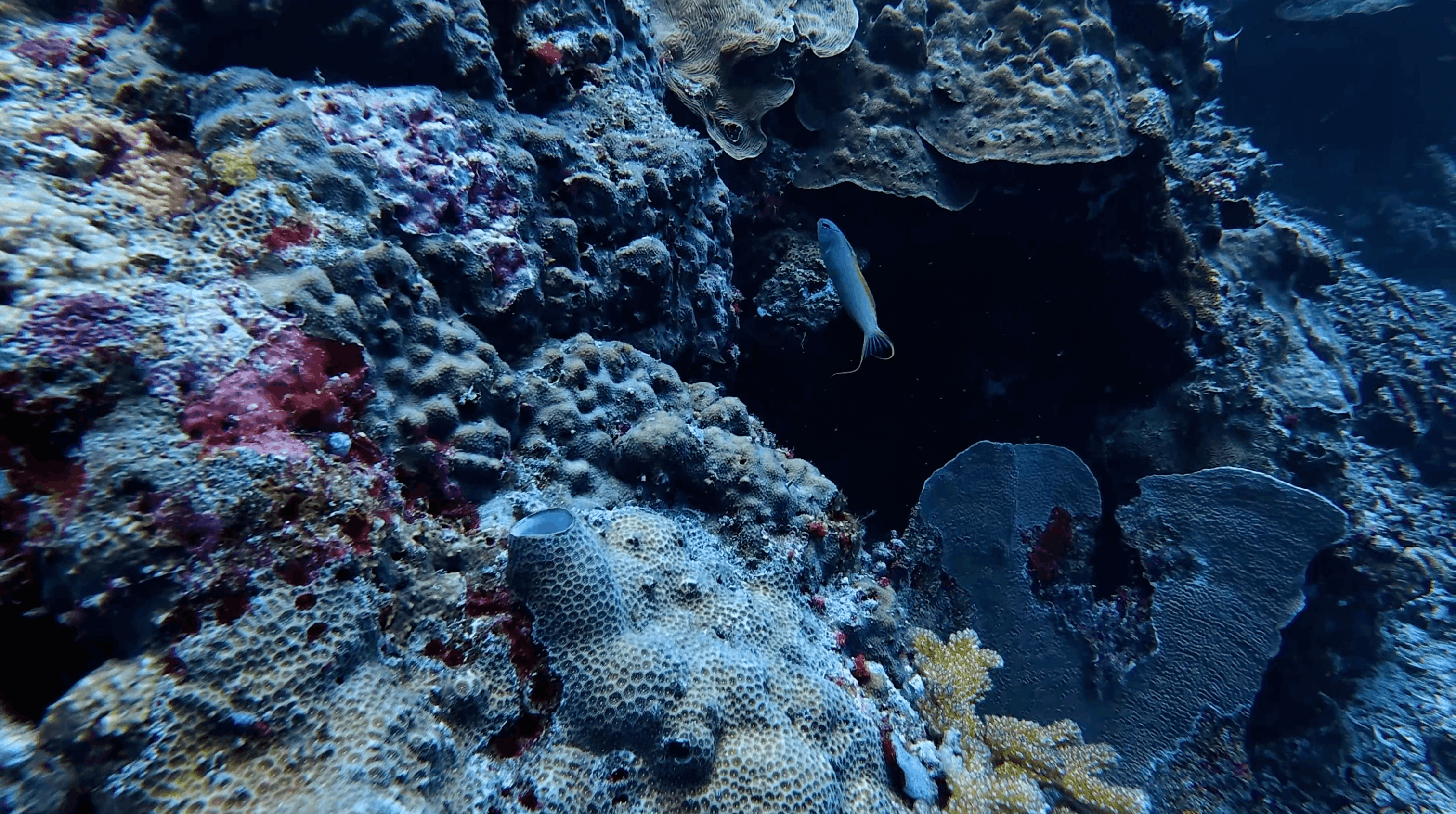 Fish at a cave opening in the wall at Tonga South, Moalboal