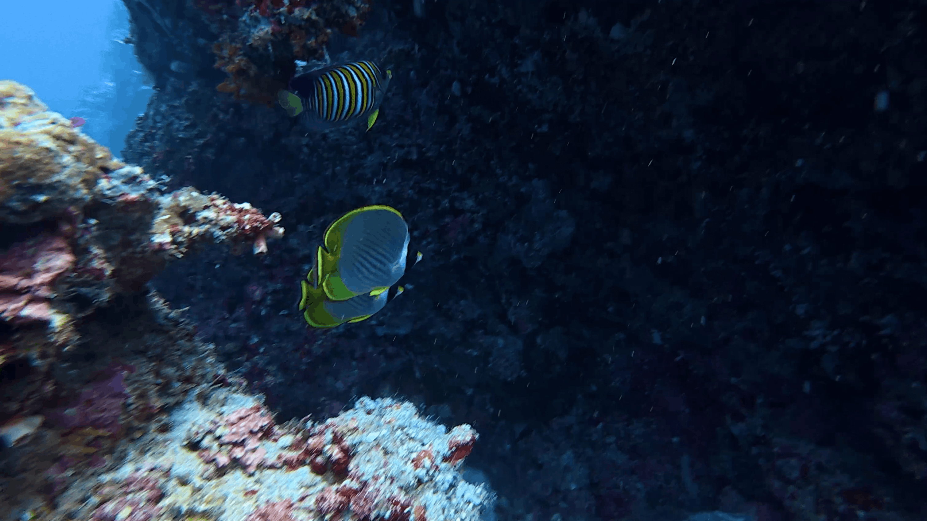Butterflyfish on the dark wall face at Tonga South, Moalboal