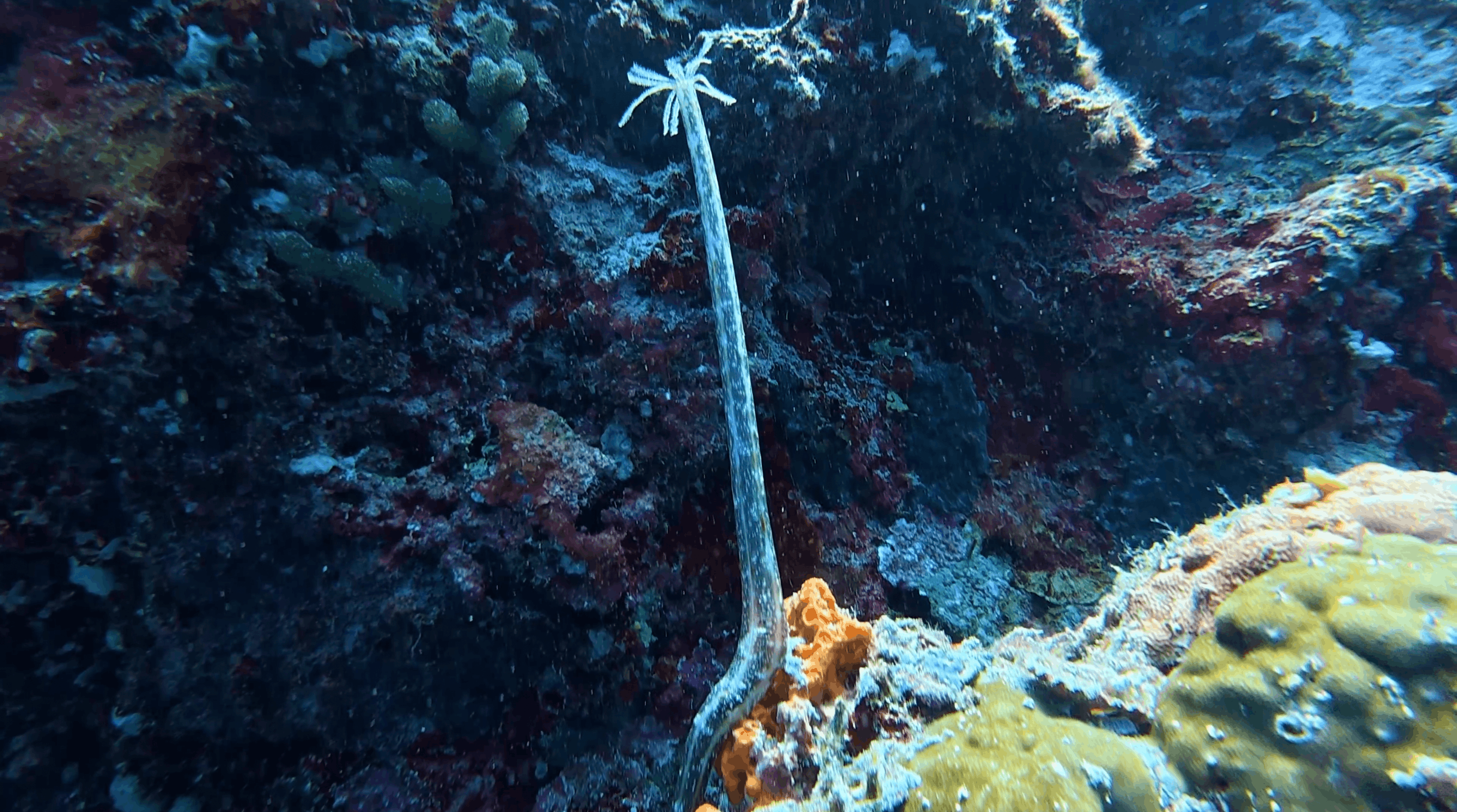 Long thin animal standing off the reef at Tonga South, Moalboal
