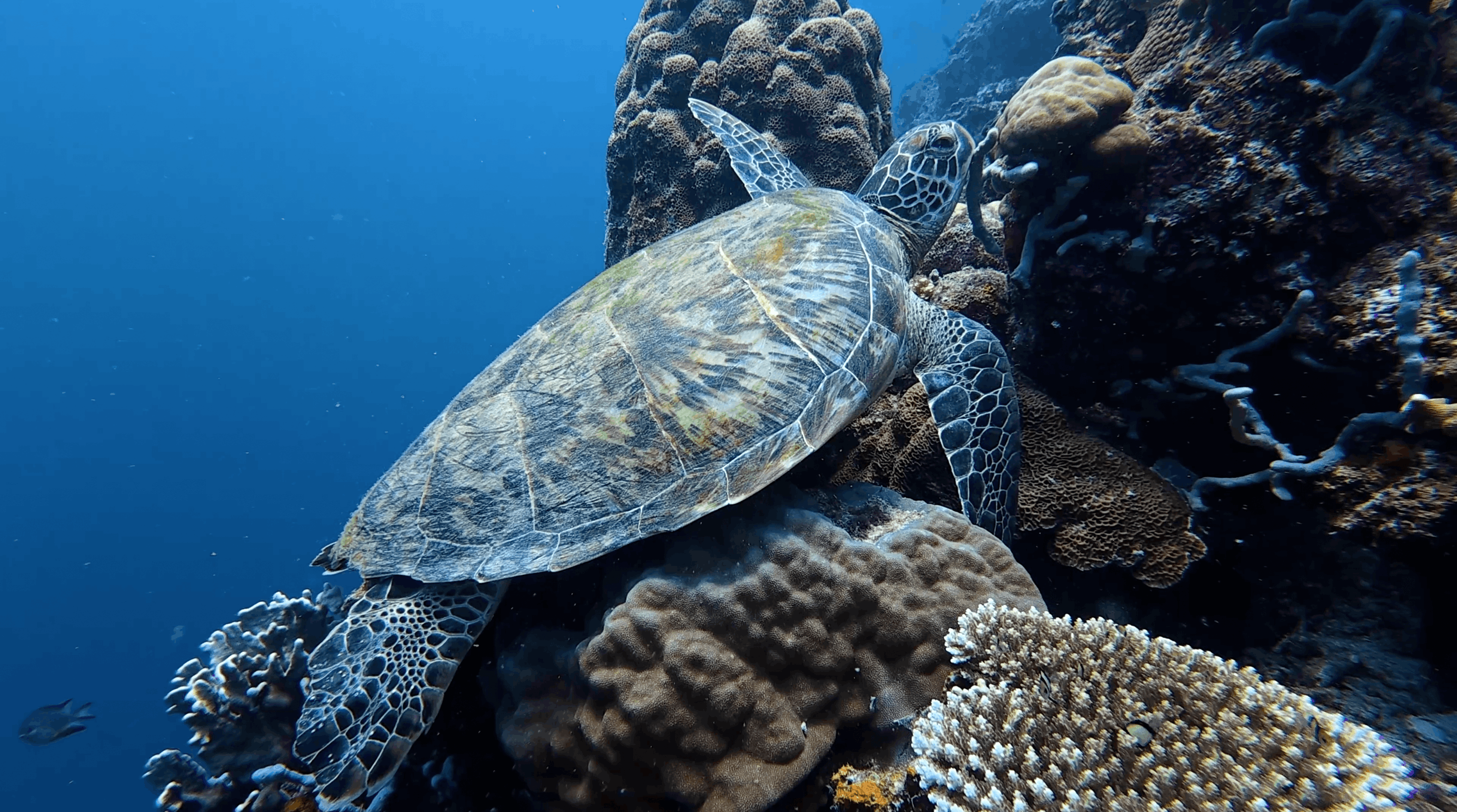 Green turtle on the reef in blue water at Tonga South, Moalboal