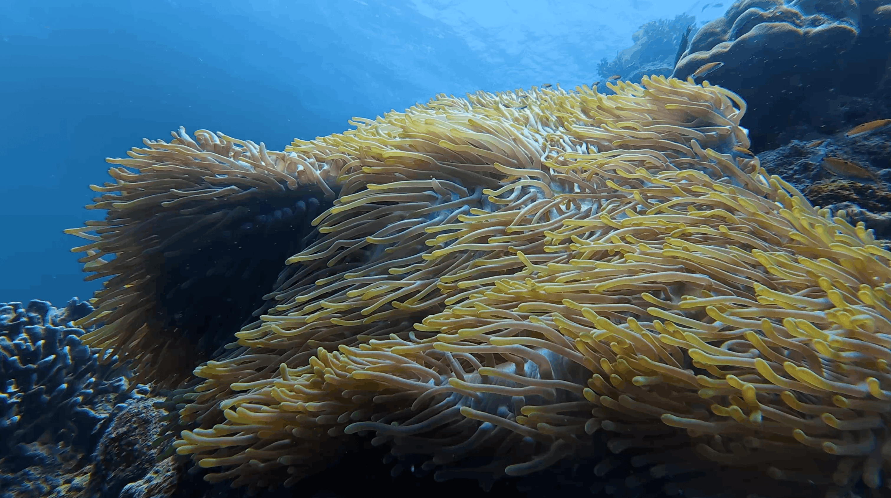 A field of anemone tentacles at Tonga South, Moalboal