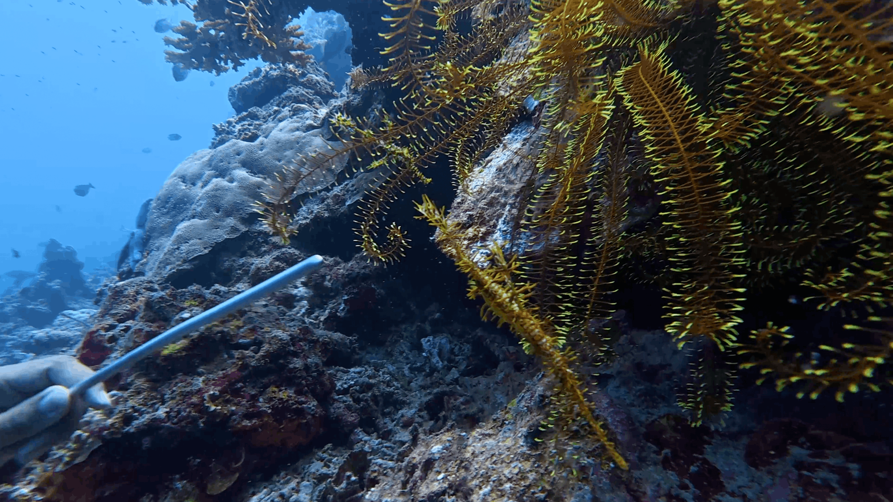 Yellow crinoids on the reef at Tonga South, Moalboal