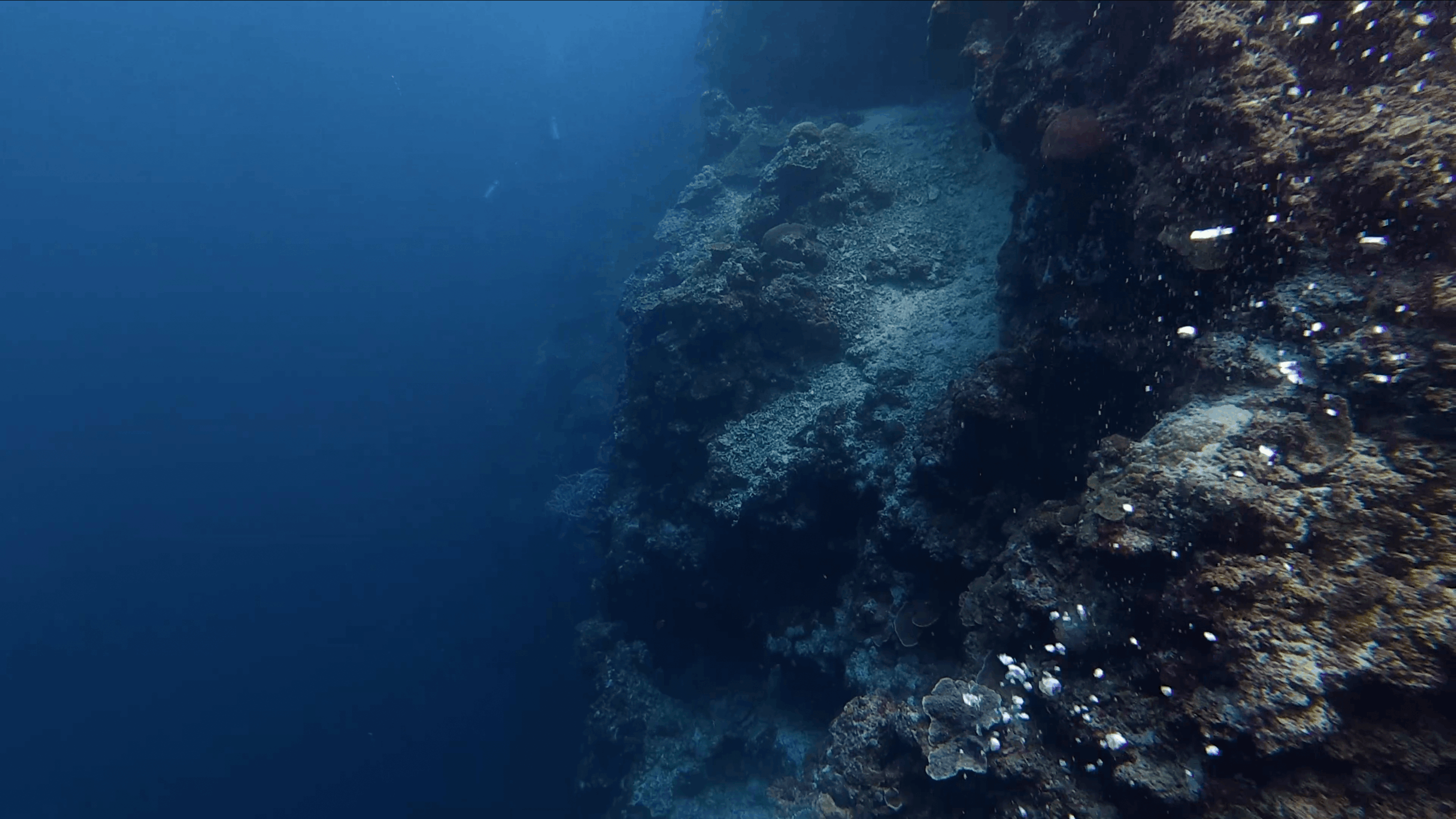 The wall at Tonga South dropping into blue water, Moalboal