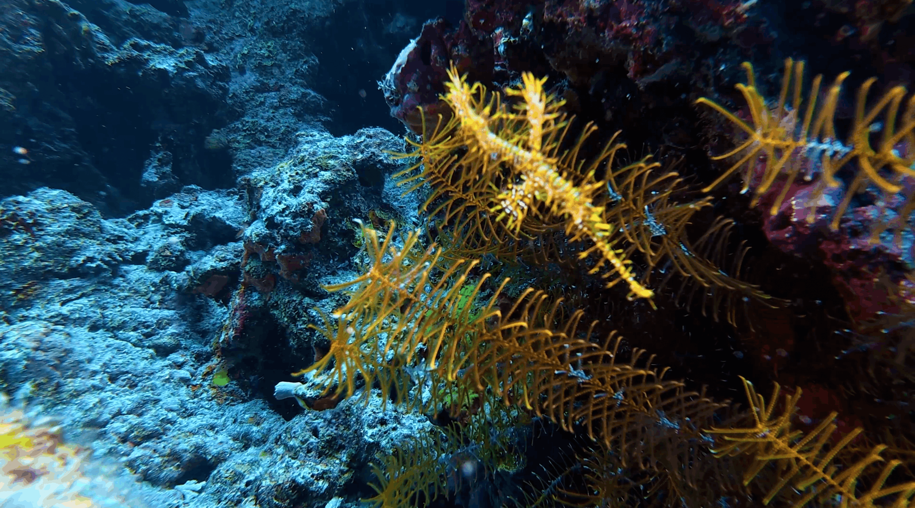 Ornate ghost pipefish among yellow crinoids at Tonga South, Moalboal