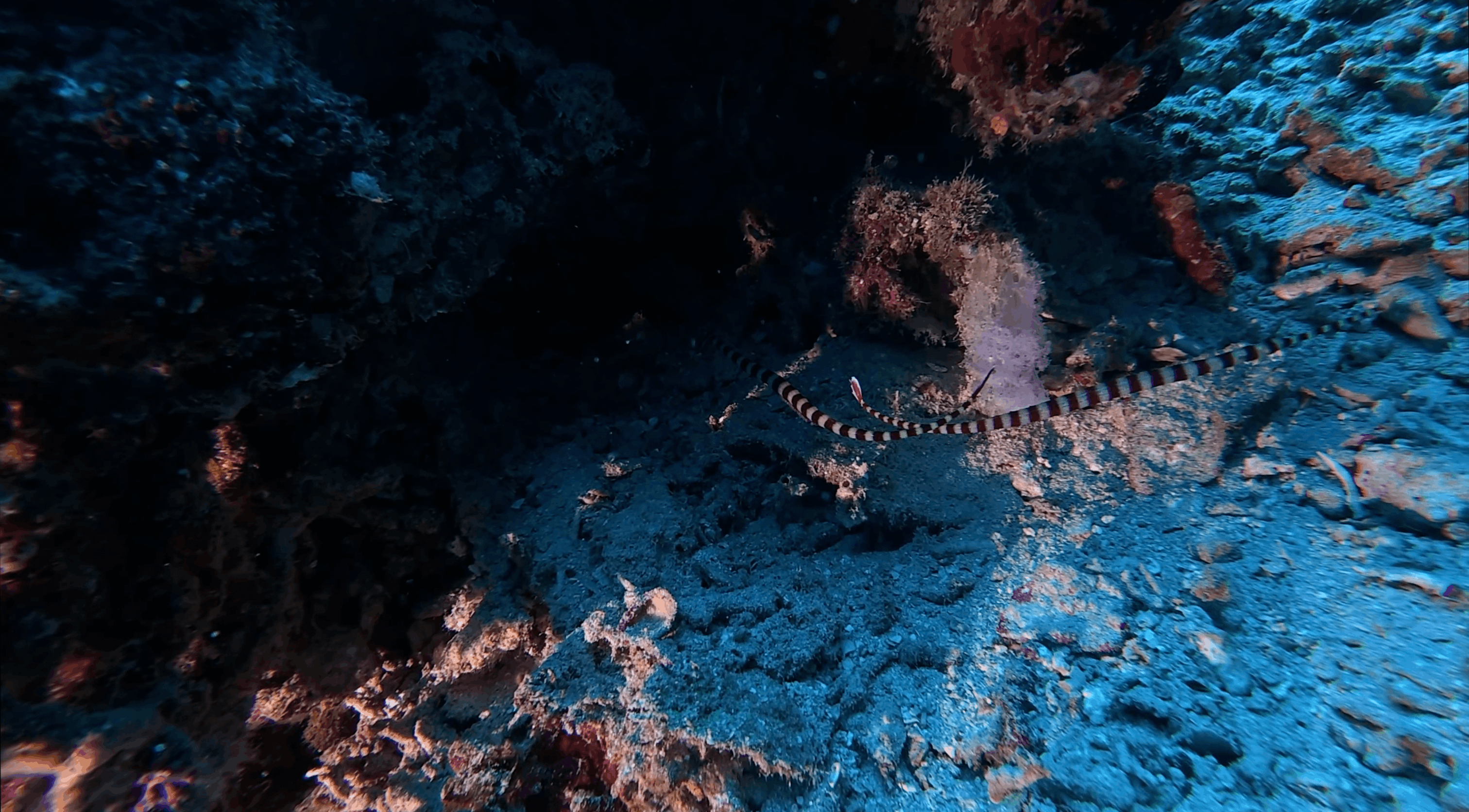 Banded sea snake crossing the rubble at Tonga South, Moalboal