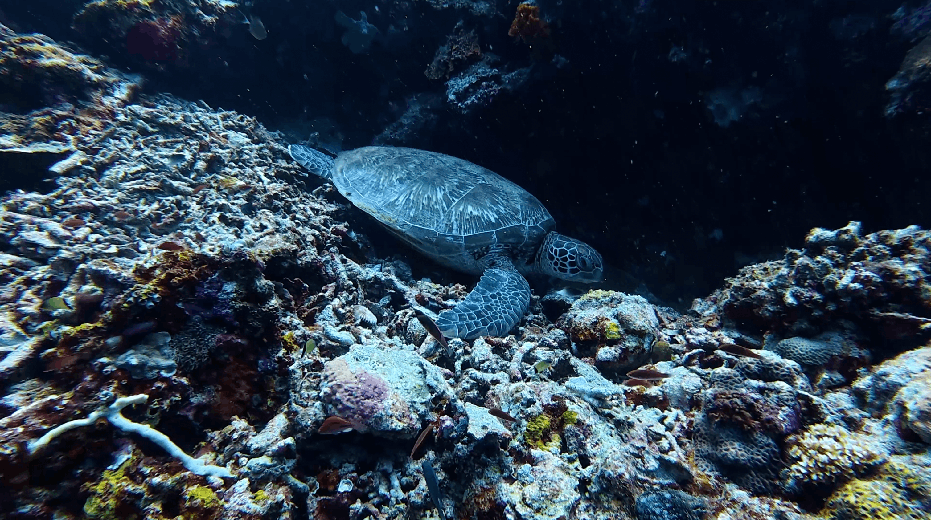 Green turtle resting on the reef at Tonga South, Moalboal