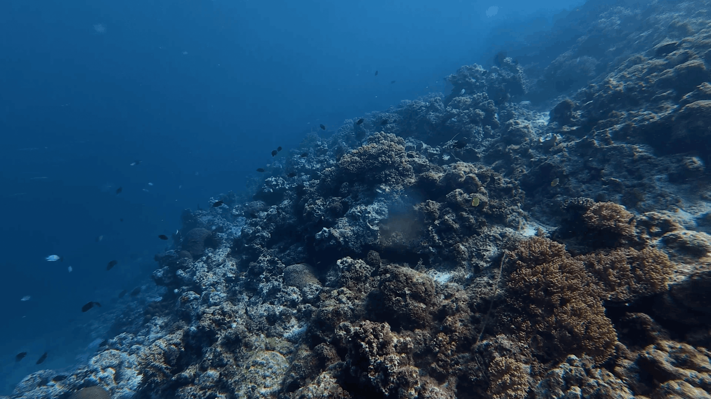 Reef slope dropping into blue water at Umbrella Rock, Moalboal