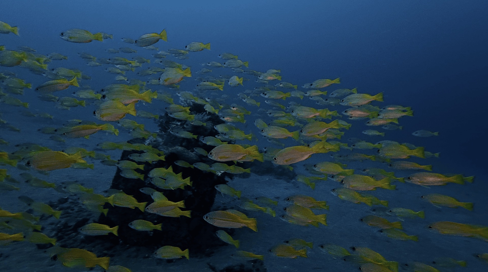 A school of yellow striped fish around an artificial reef at El Dorado, Dauin, Philippines