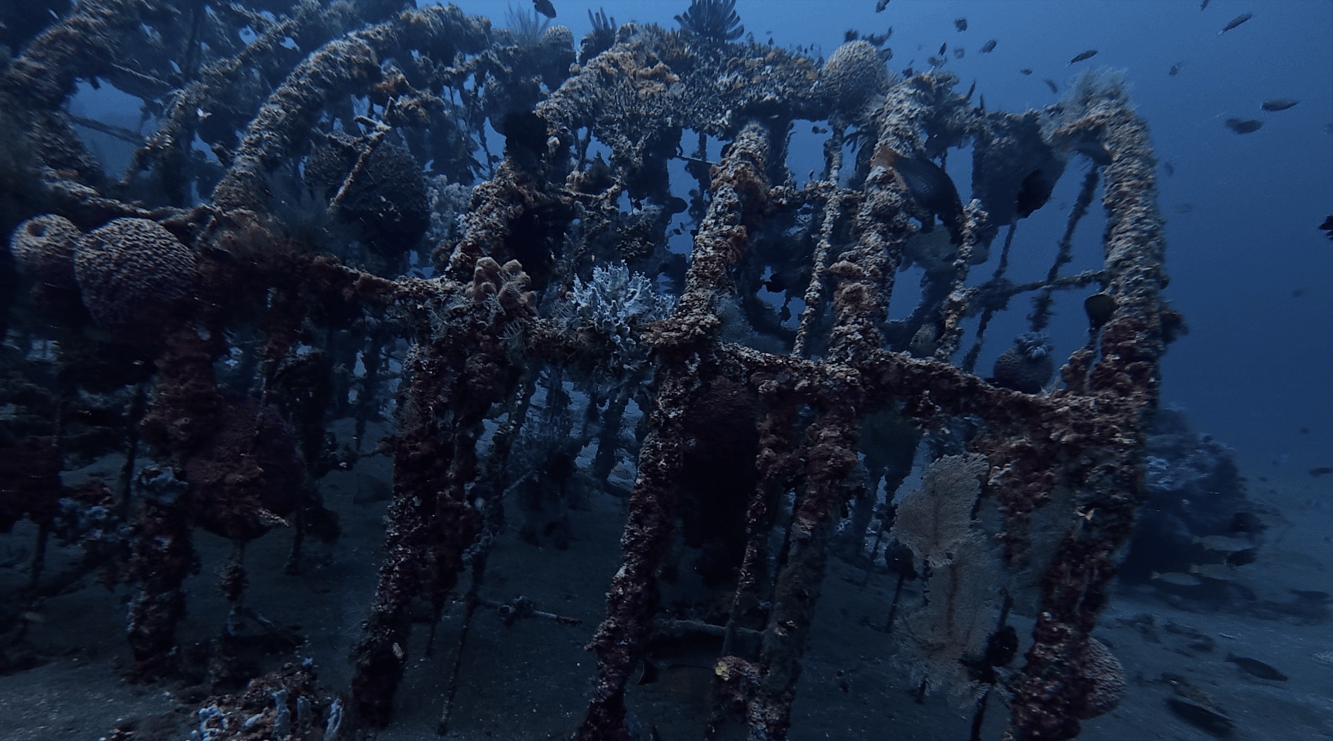 A metal frame artificial reef covered in growth at El Dorado, Dauin, Philippines