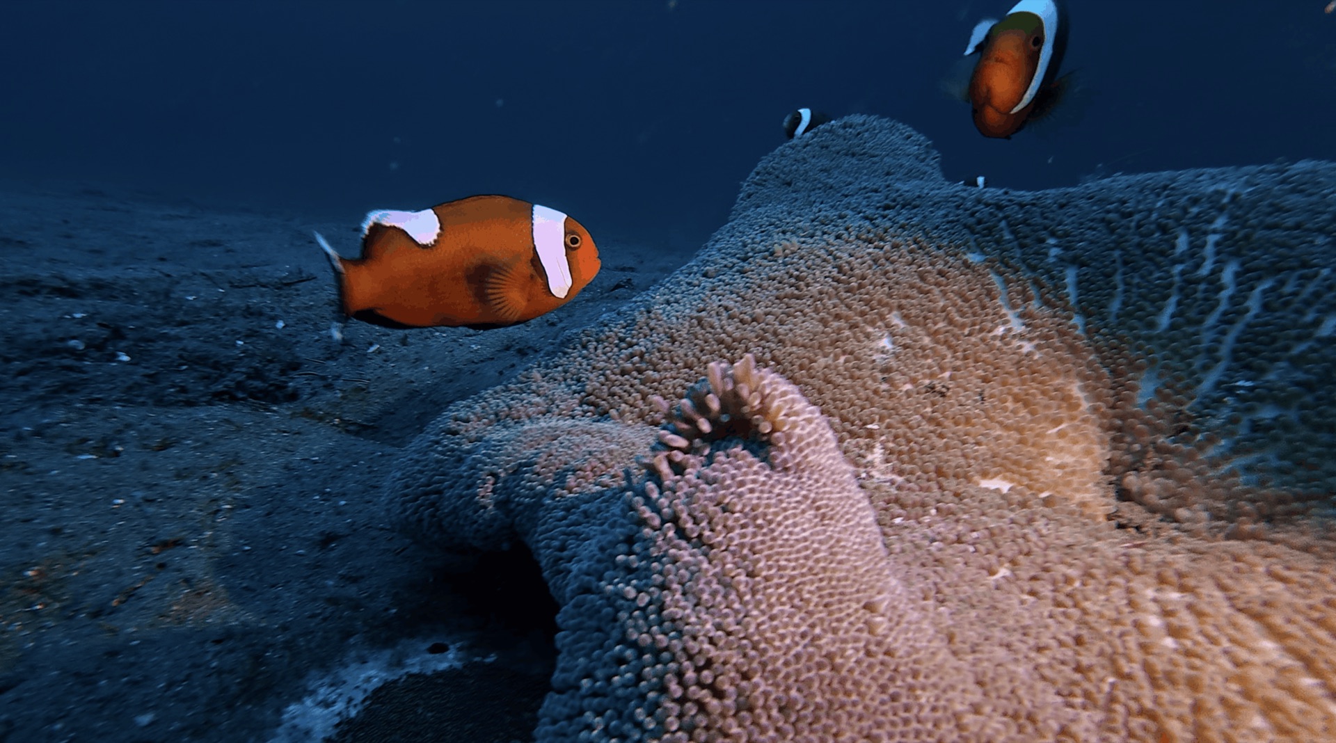 Clownfish over an anemone on the sand at El Dorado, Dauin, Philippines