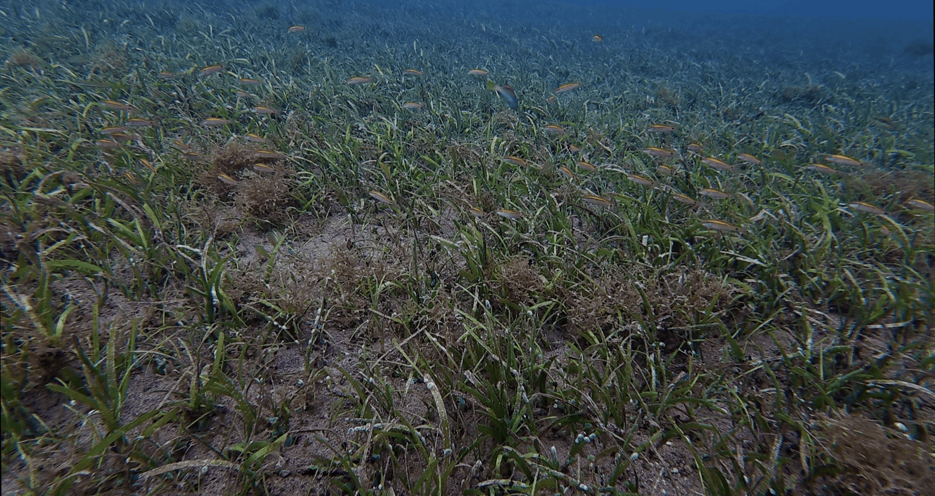 Seagrass with small fish at El Dorado, Dauin, Philippines