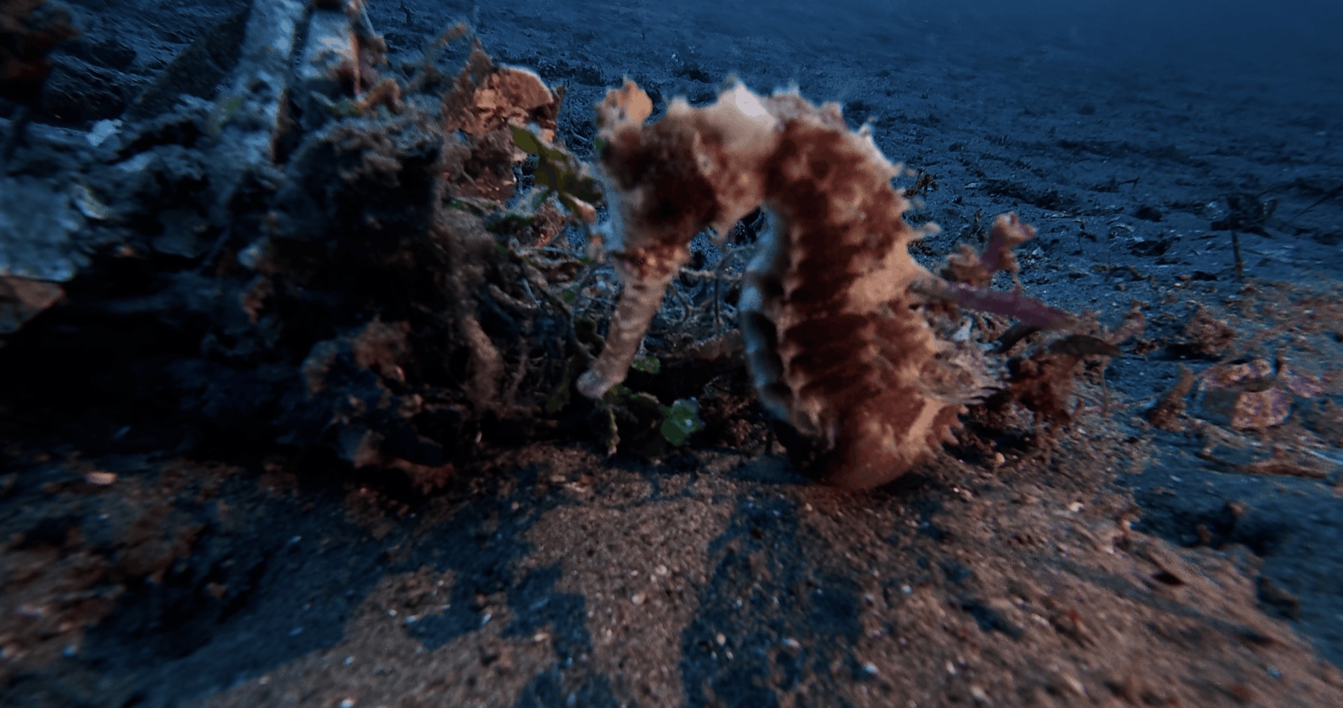A seahorse on the sand at El Dorado, Dauin, Philippines
