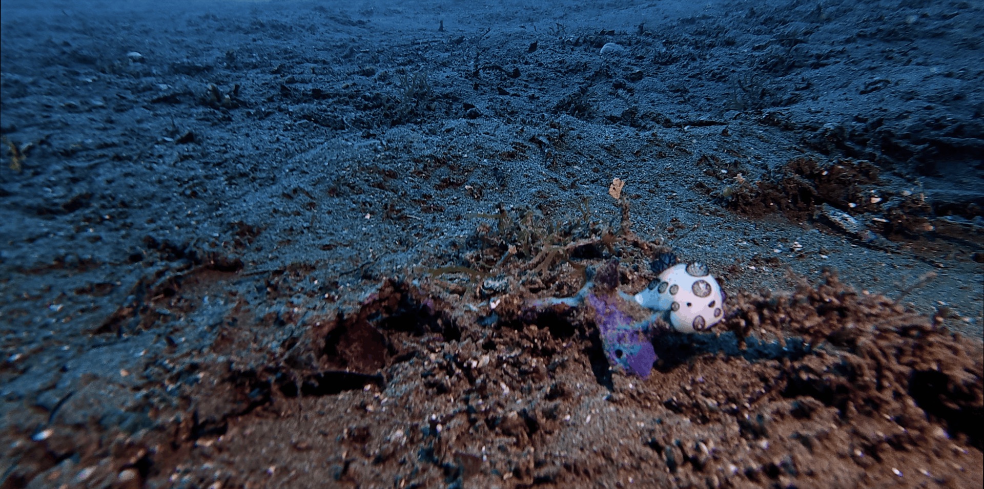 A nudibranch on the sand at El Dorado, Dauin, Philippines