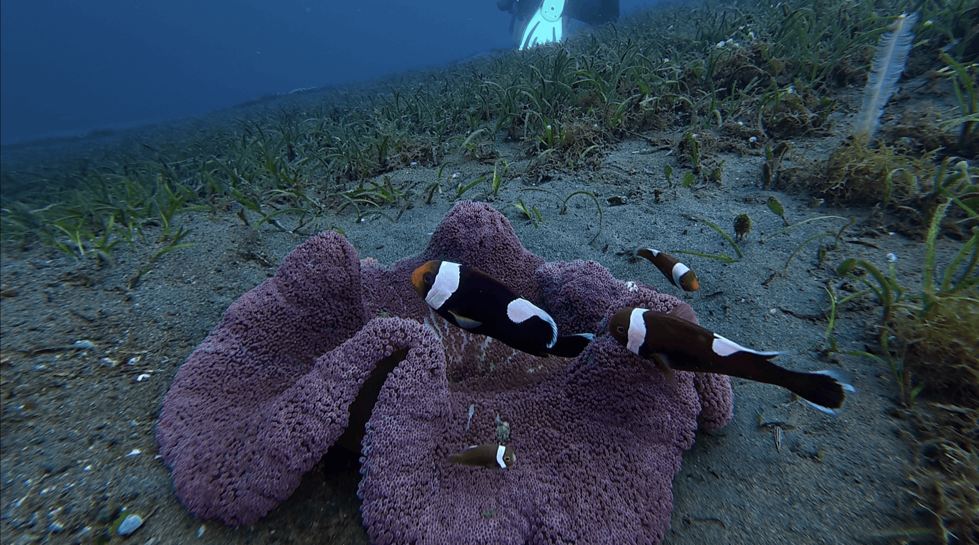 Clownfish on a purple anemone in the sand at El Dorado, Dauin, Philippines