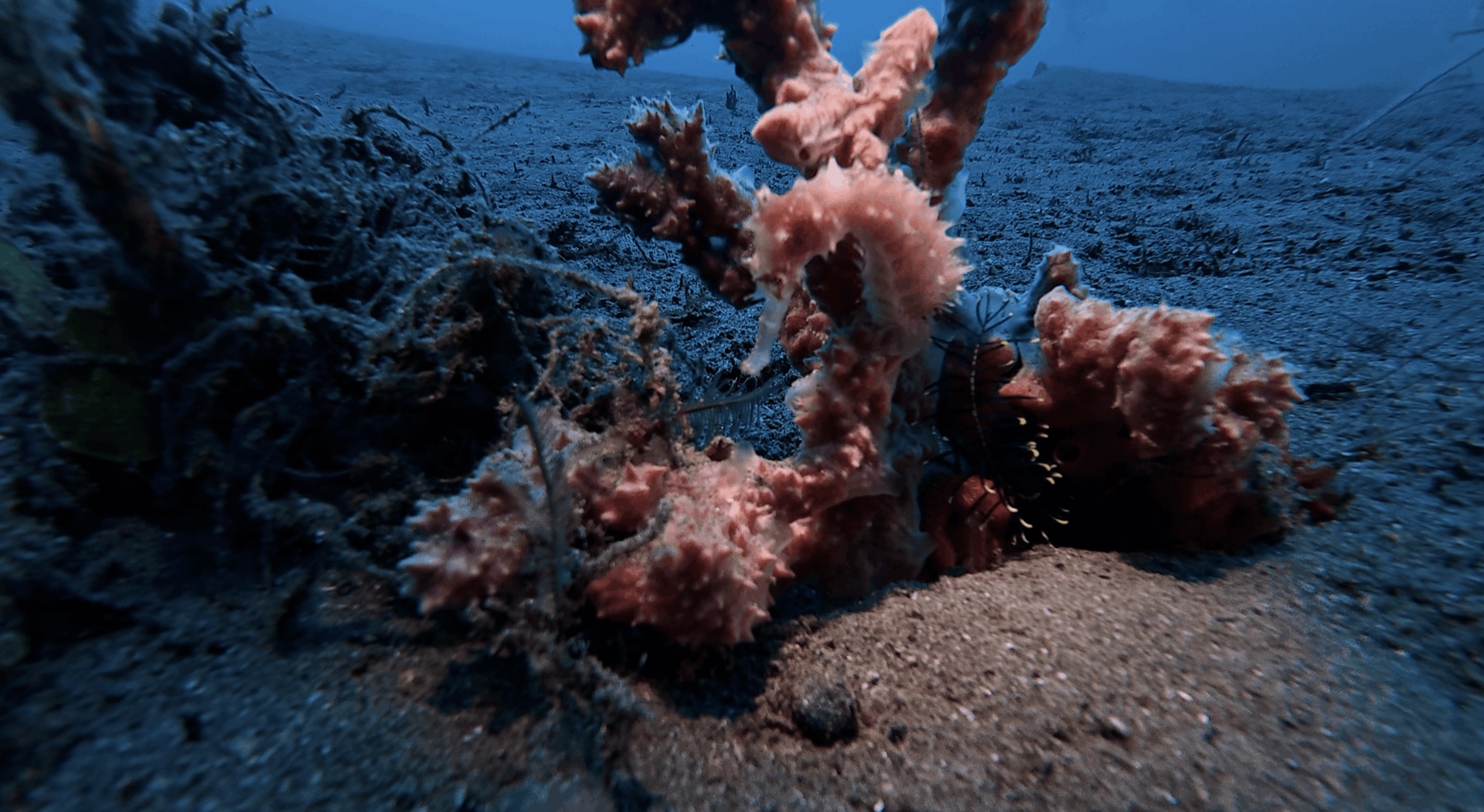 A seahorse on the sand at El Dorado, Dauin, Philippines