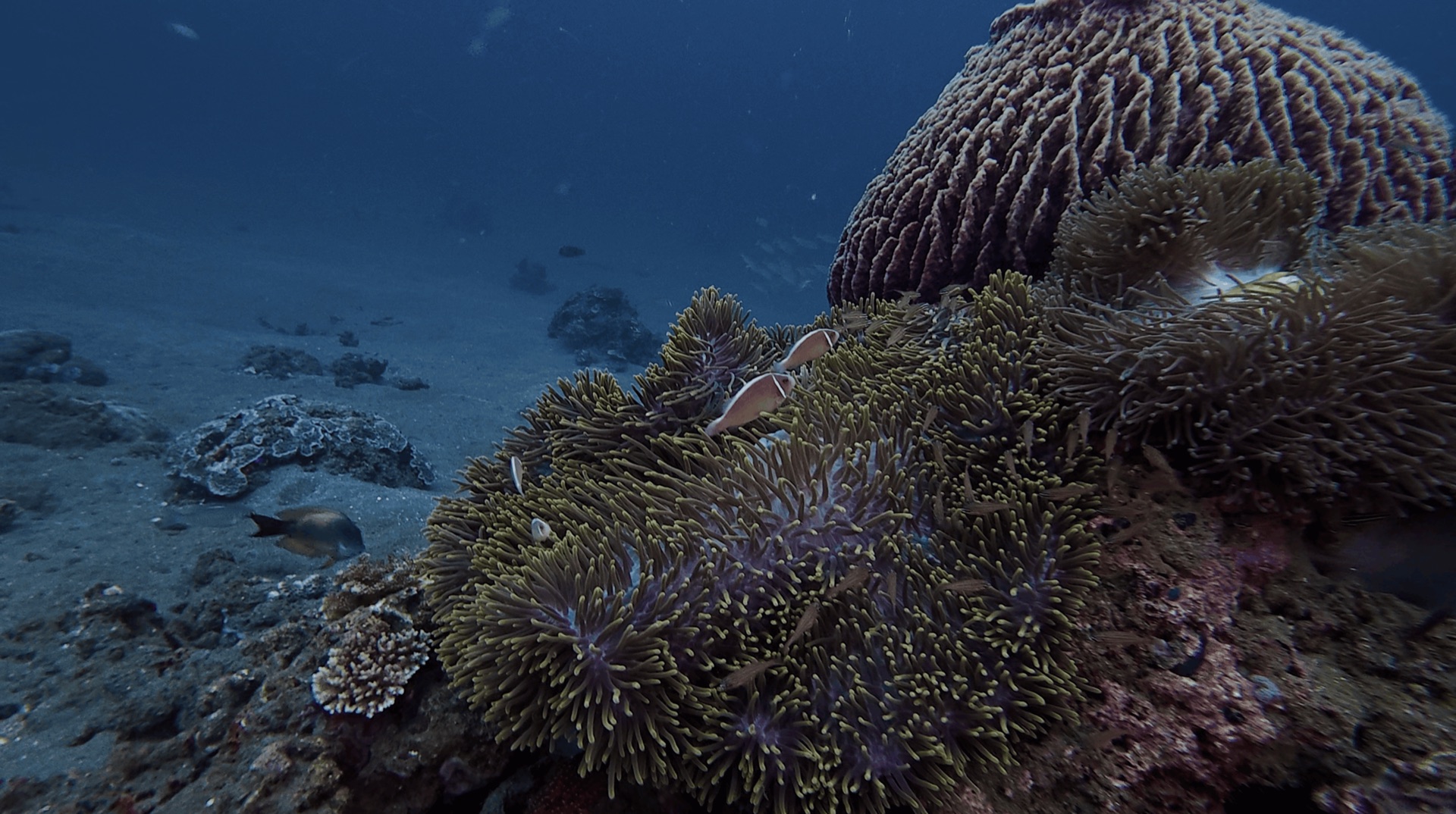 Clownfish in an anemone beside a large coral at El Dorado, Dauin, Philippines