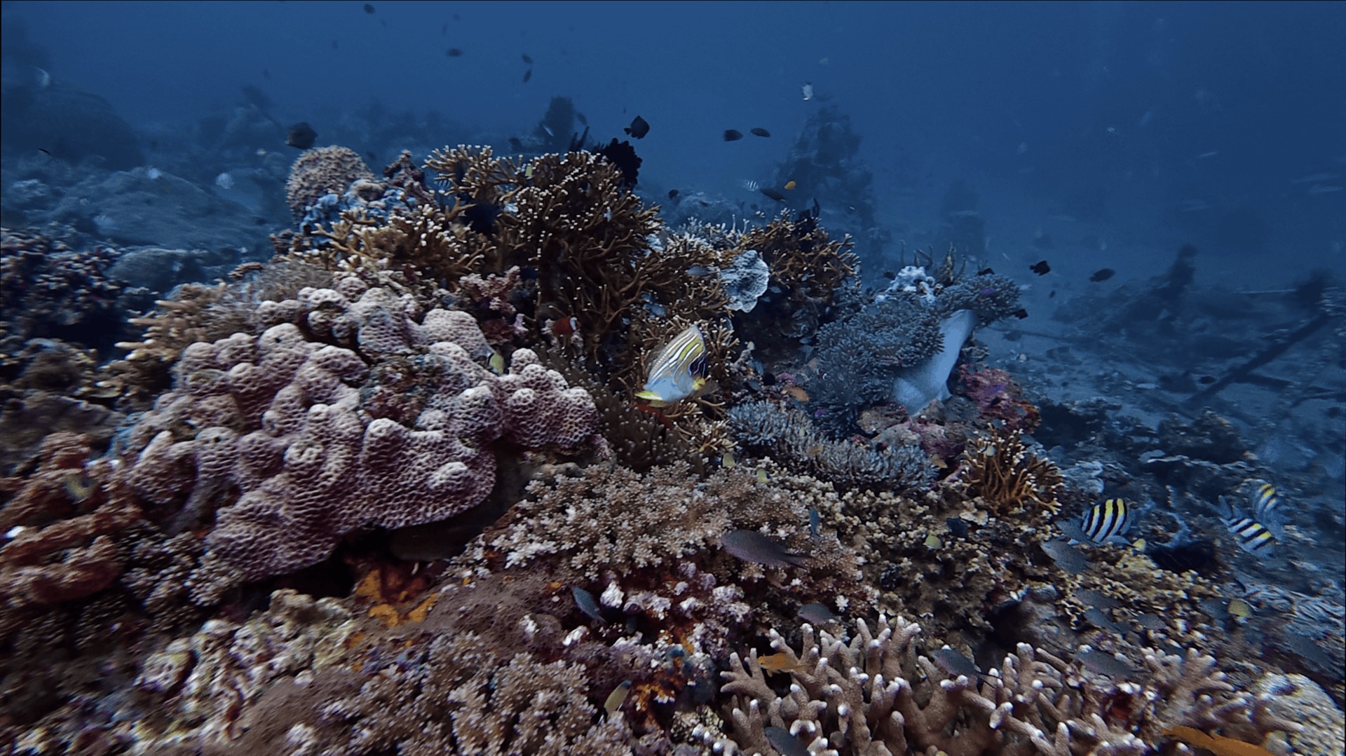 A coral head with reef fish at El Dorado, Dauin, Philippines