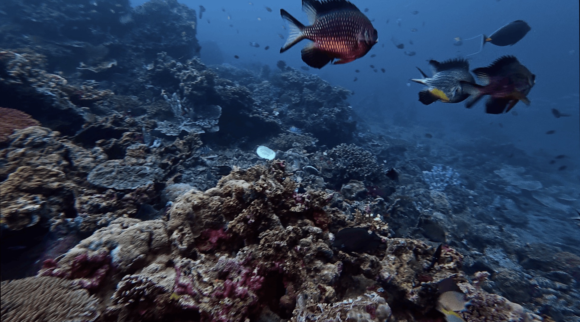 Reef fish over the coral at El Dorado, Dauin, Philippines