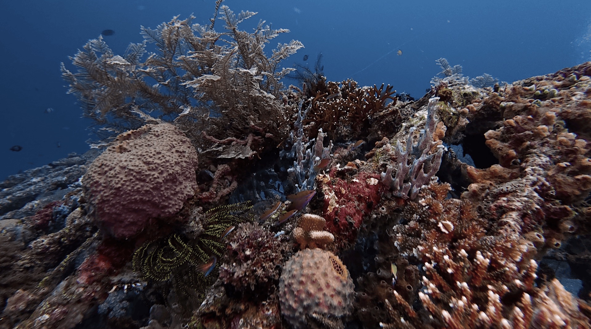 Coral and a feather star at El Dorado, Dauin, Philippines