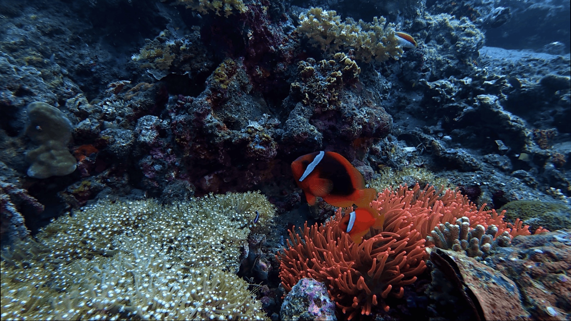 Clownfish in a red anemone at El Dorado, Dauin, Philippines