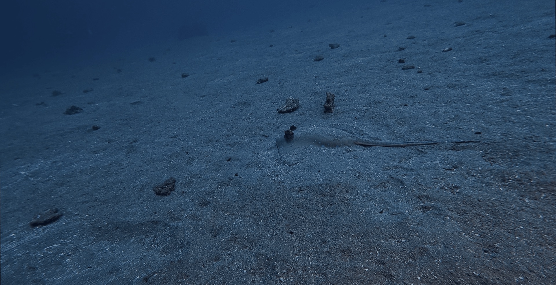 A stingray buried in the sand at El Dorado, Dauin, Philippines