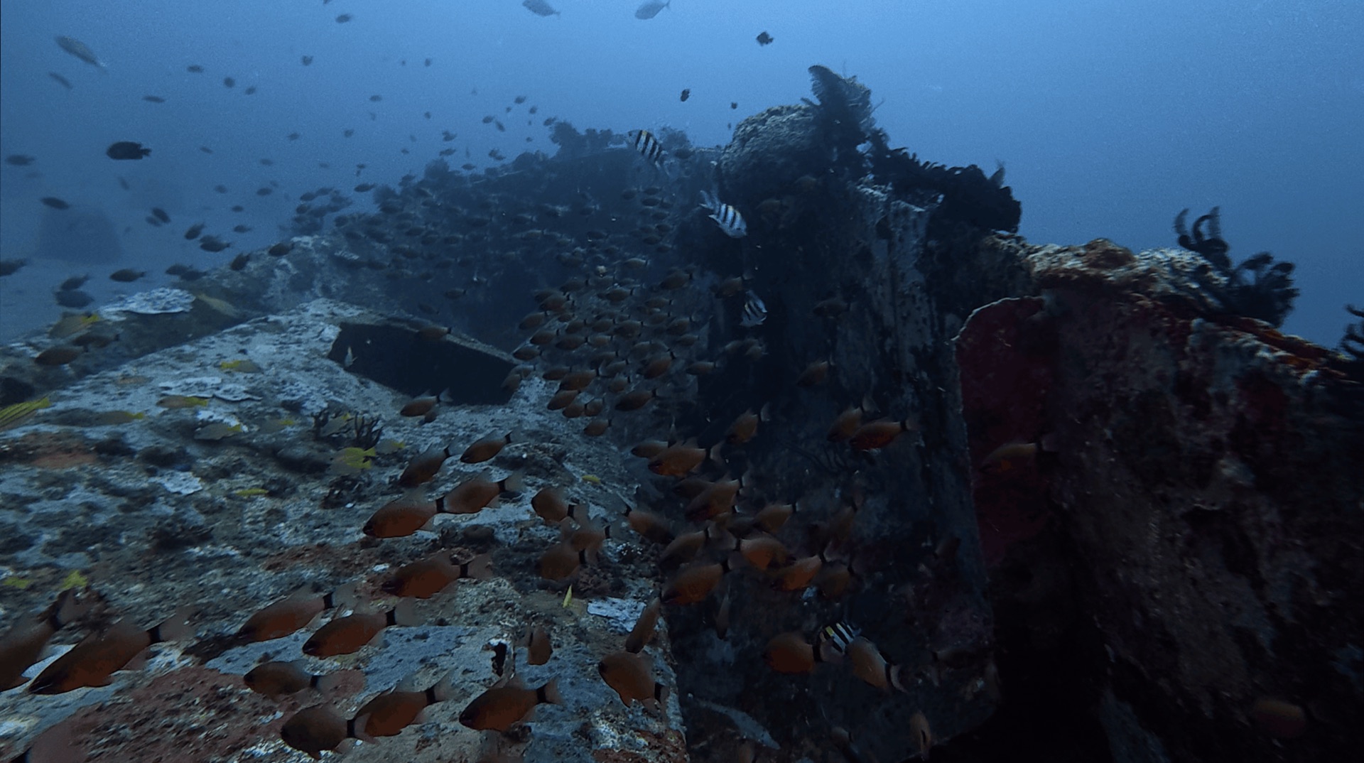A school of small fish over the small dive boat shipwreck at El Dorado, Dauin, Philippines