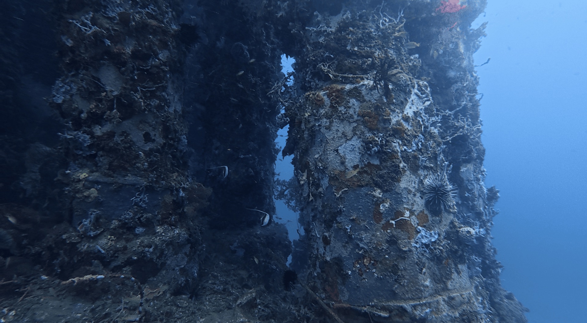 Growth-covered pier pillars at Dacumi, Dauin, Philippines