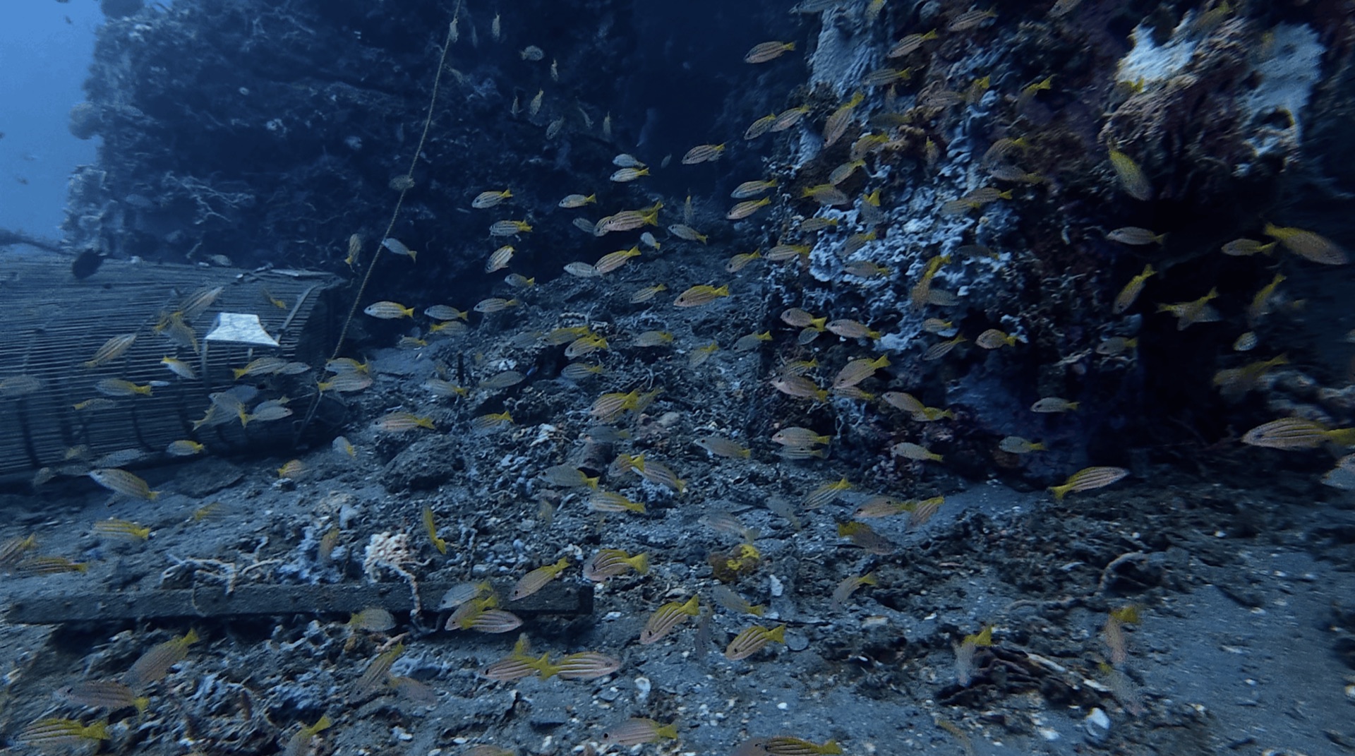 A school of yellow fish around the pier pillars at Dacumi, Dauin, Philippines
