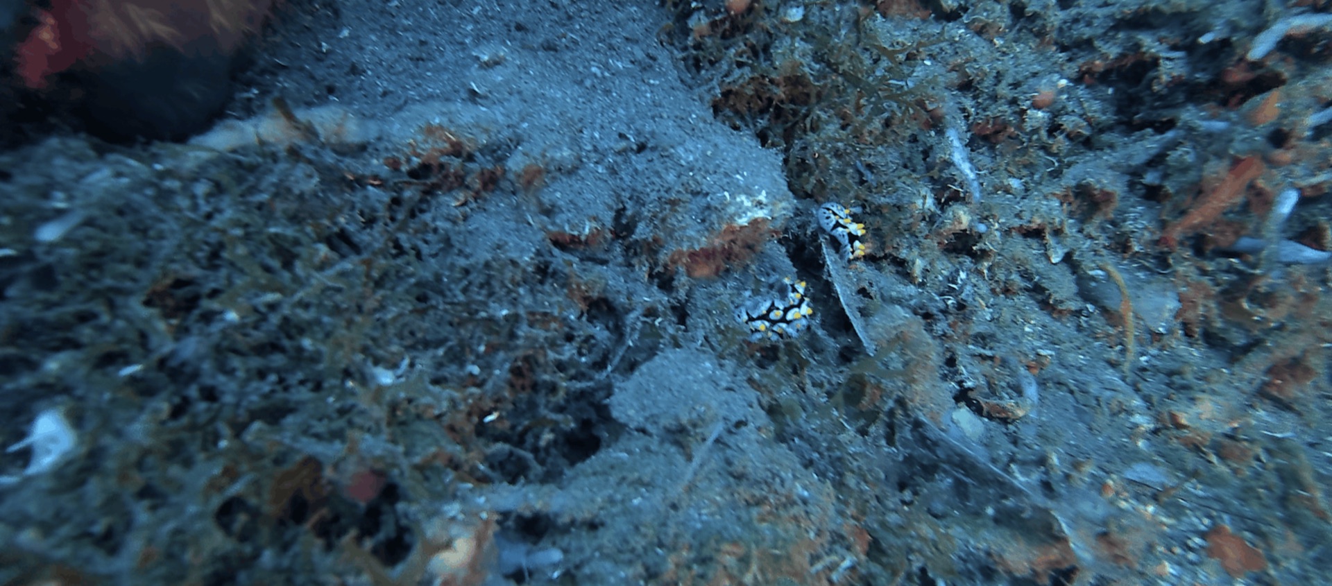 Two black and yellow nudibranchs on the pier at Dacumi, Dauin, Philippines