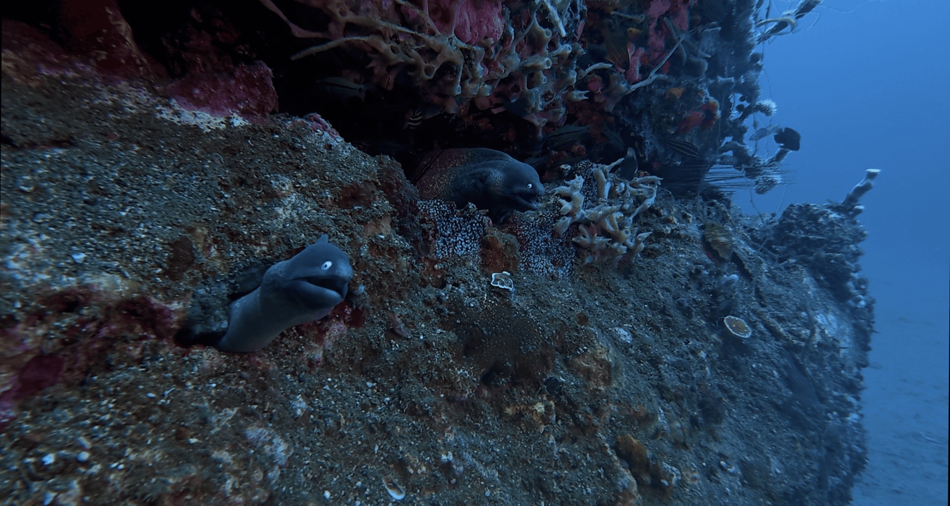 Two moray eels on the pier at Dacumi, Dauin, Philippines