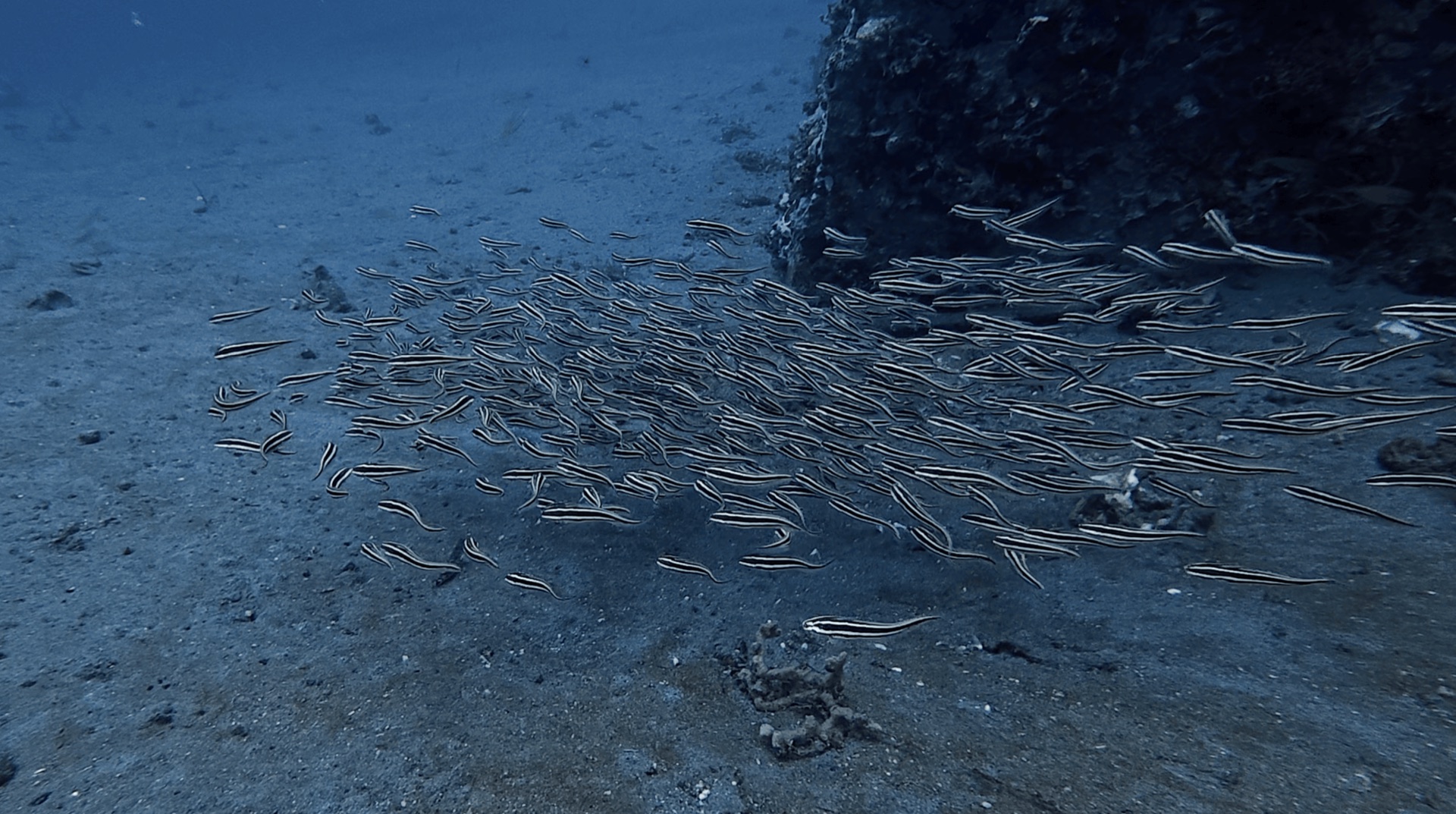 A school of striped fish over the sand at Dacumi, Dauin, Philippines