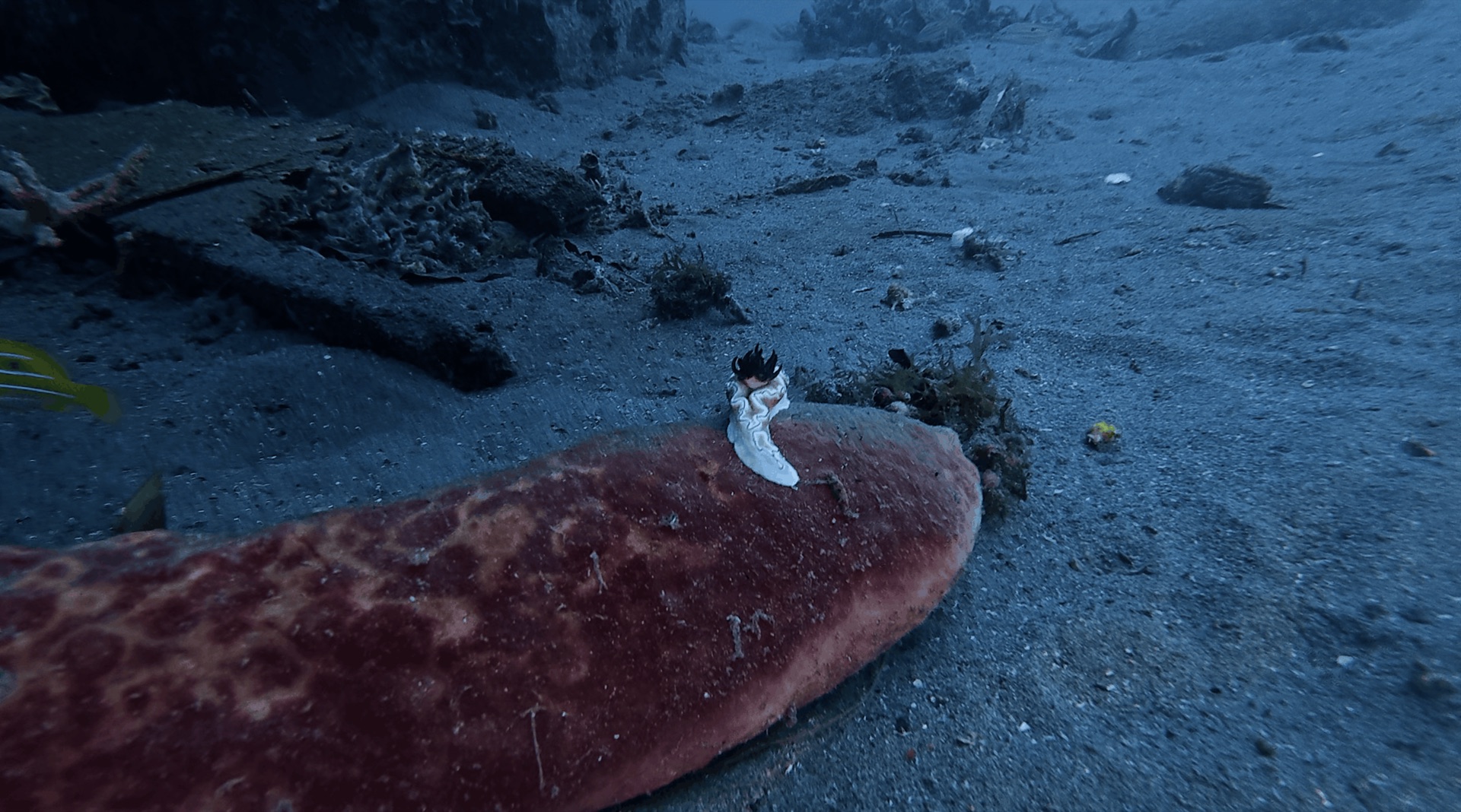 A white nudibranch on a red sea cucumber at Dacumi, Dauin, Philippines