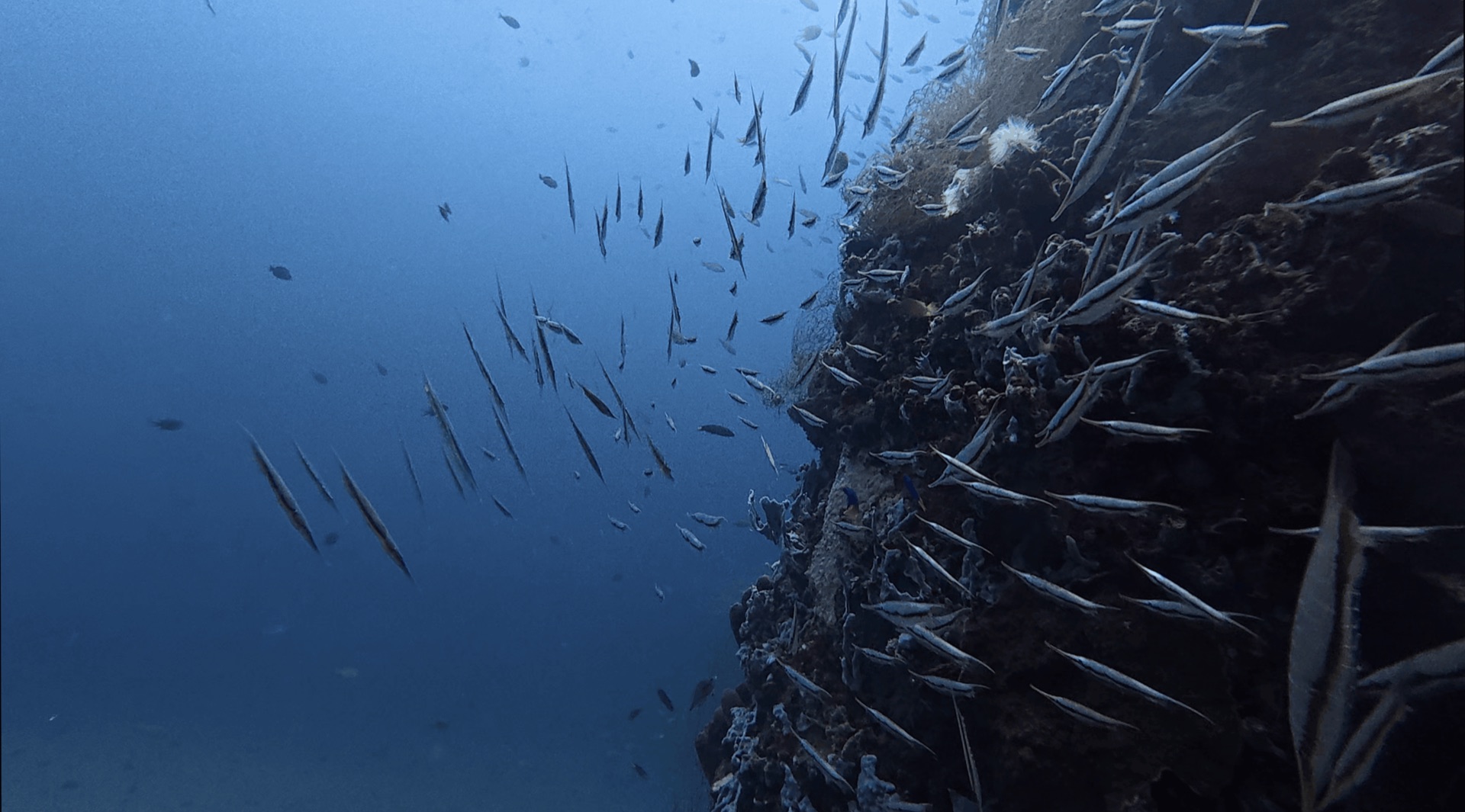 A school of fish along a pier pillar at Dacumi, Dauin, Philippines